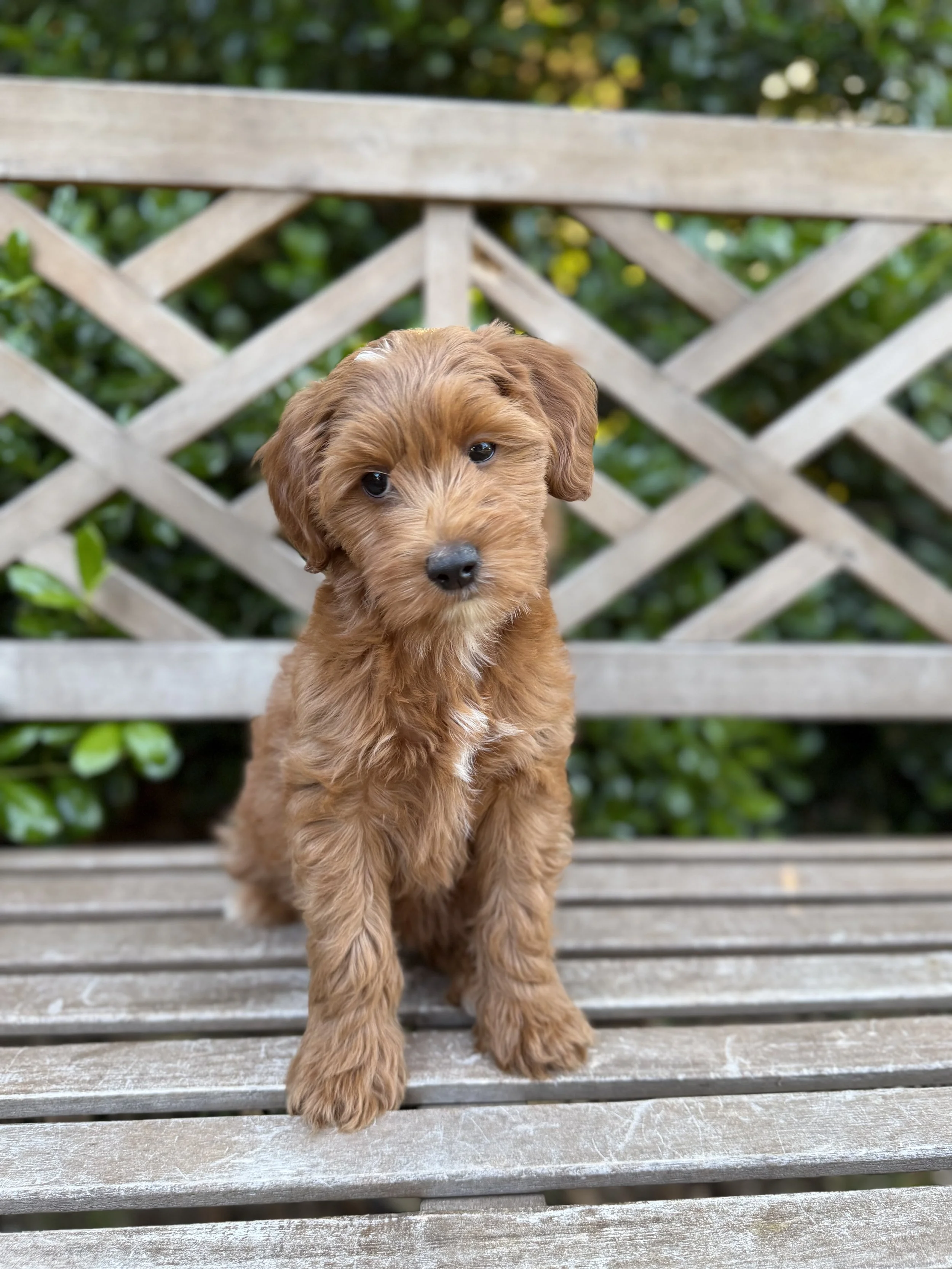 Guardian Home Peaches Female Mini Goldendoodle