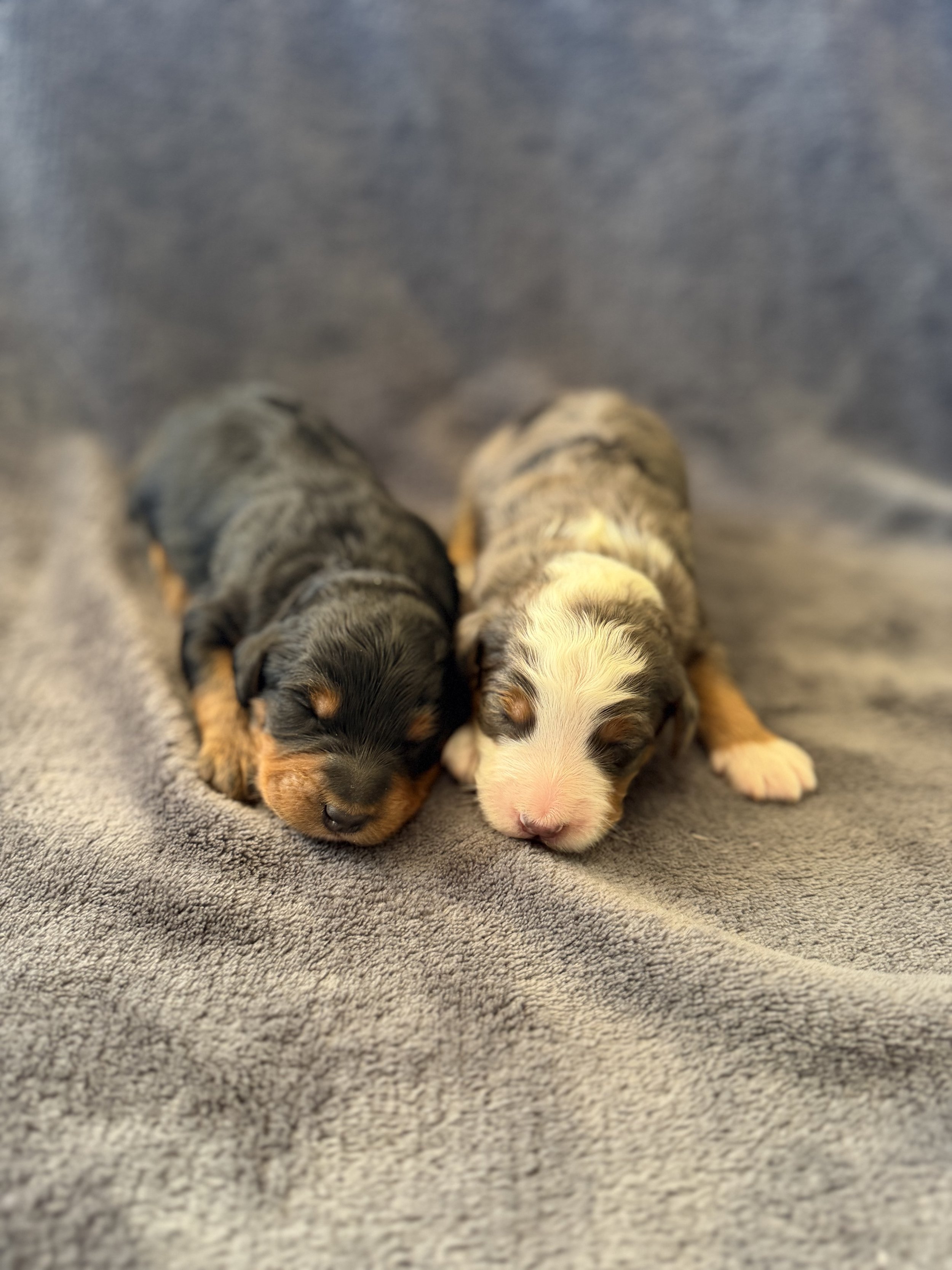 Waitlist for Micro/Mini Bernedoodles from Penny and Tucker