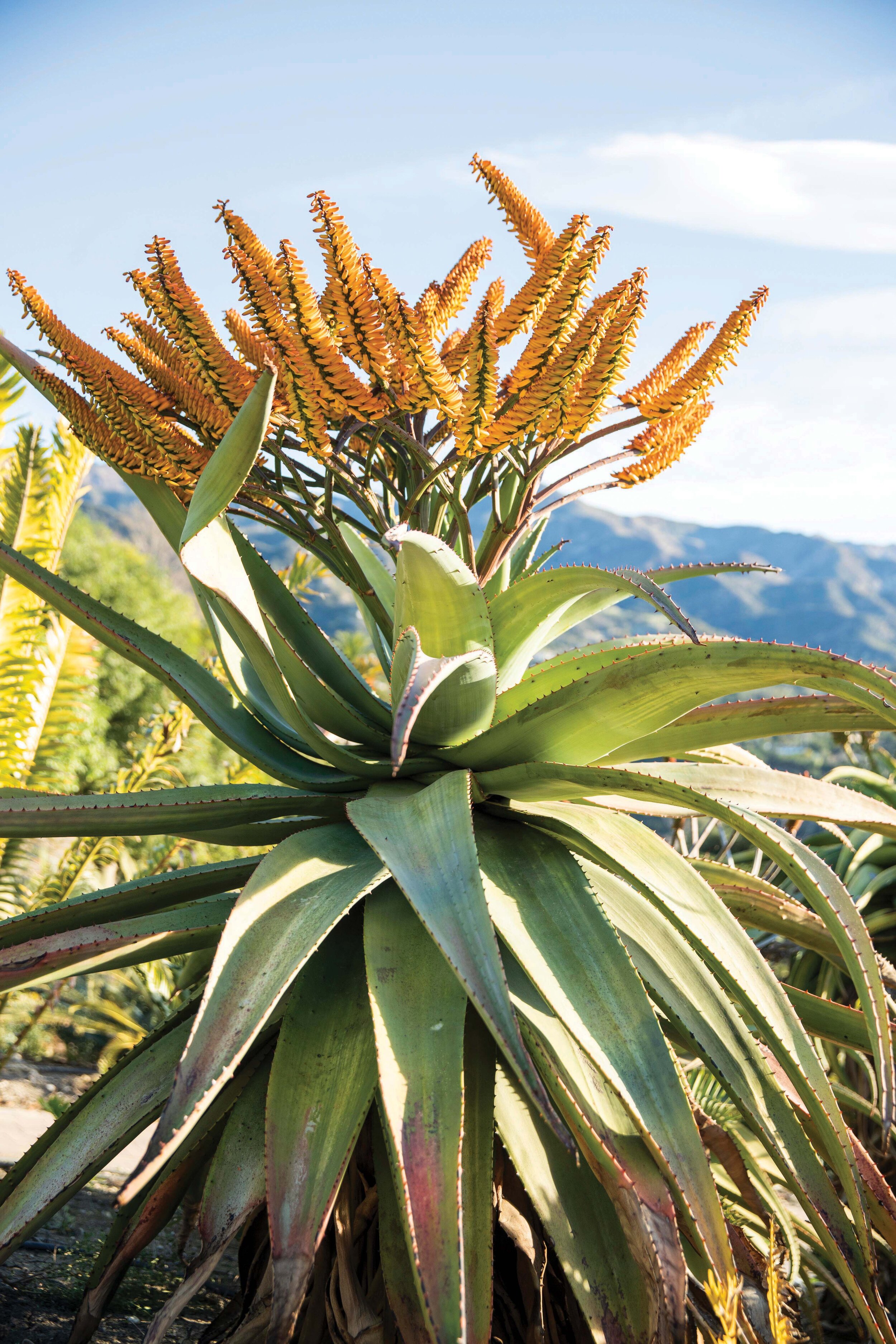  Winter-flowering Aloe marlothii is one of the most dramatic of aloes when in bloom.&nbsp; 