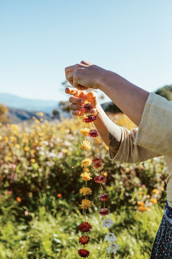  Gonzalez strings together strawflower garlands, which are hung up to dry for a week and can hold their shape and color for years to come. 