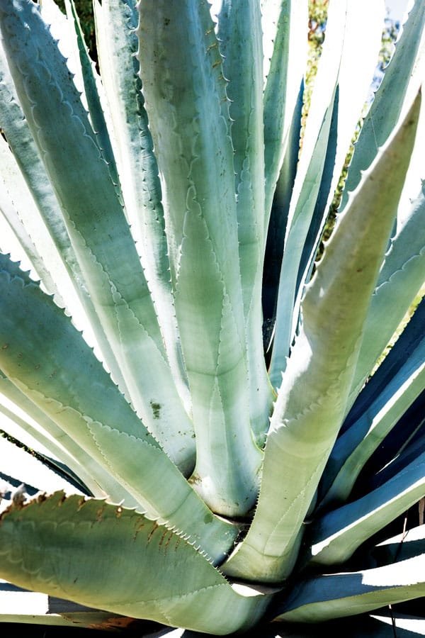  A mature agave plant. 