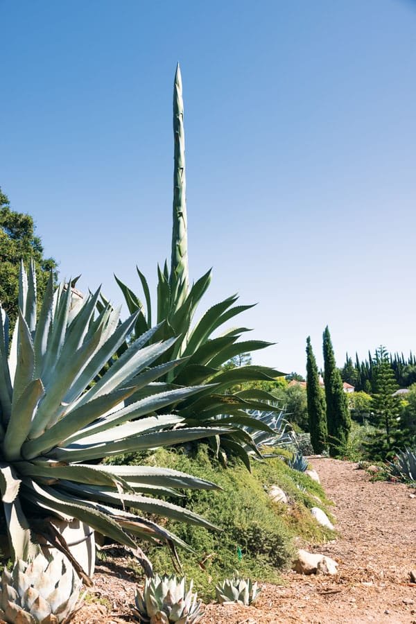  Rows of agave grow at Rancho del Sol, which was an avocado ranch before Diaz and Peterson replanted it 