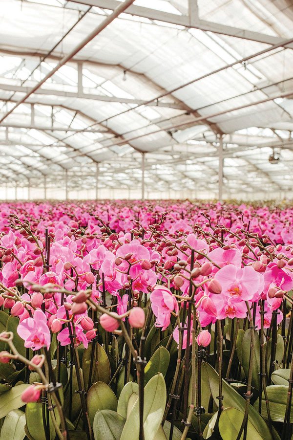  Phalaenopsis pink orchid 