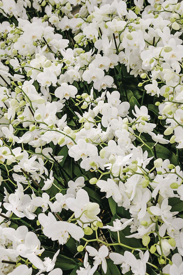  Classic white and green orchids on overload. 