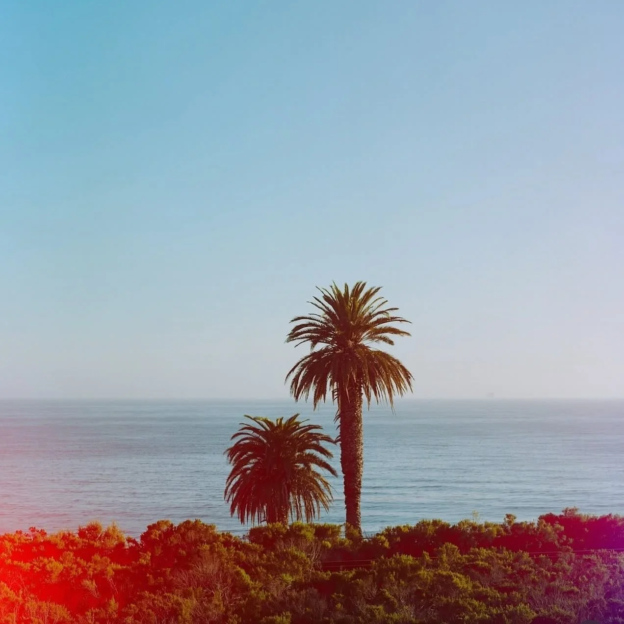 Local vibes on film via @anoblevision 

#weliveinparadise #winterwithaview #calif&oacute;rnia