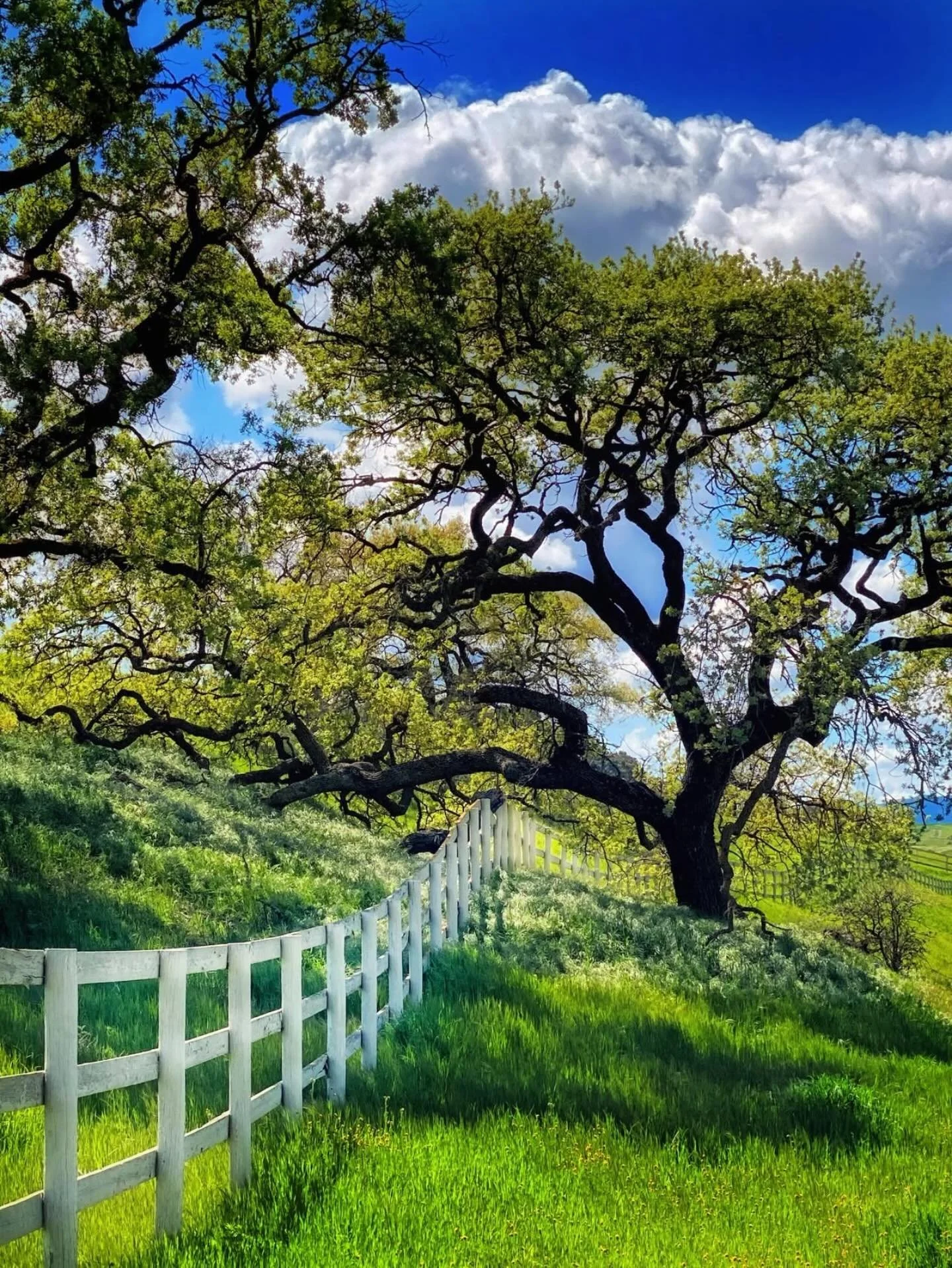 Oh go ahead and pinch us 🍀#weliveinparadise 

Happy St Patrick&rsquo;s Day from Happy Canyon where you might spot a happy leprechaun or two 🍀🌈

Photo @eliasonphotos