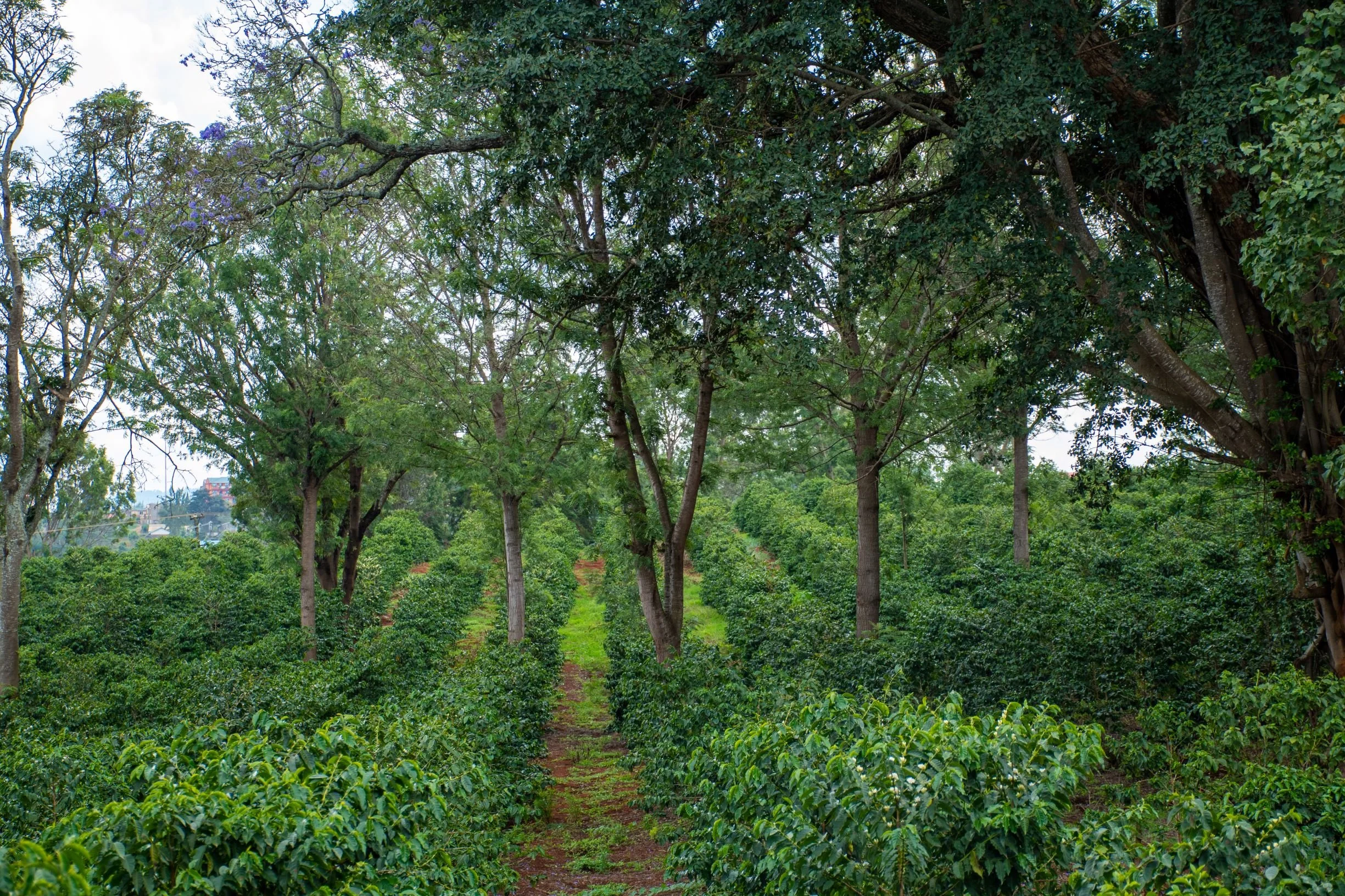 Coffee Estate Nyeri.jpg