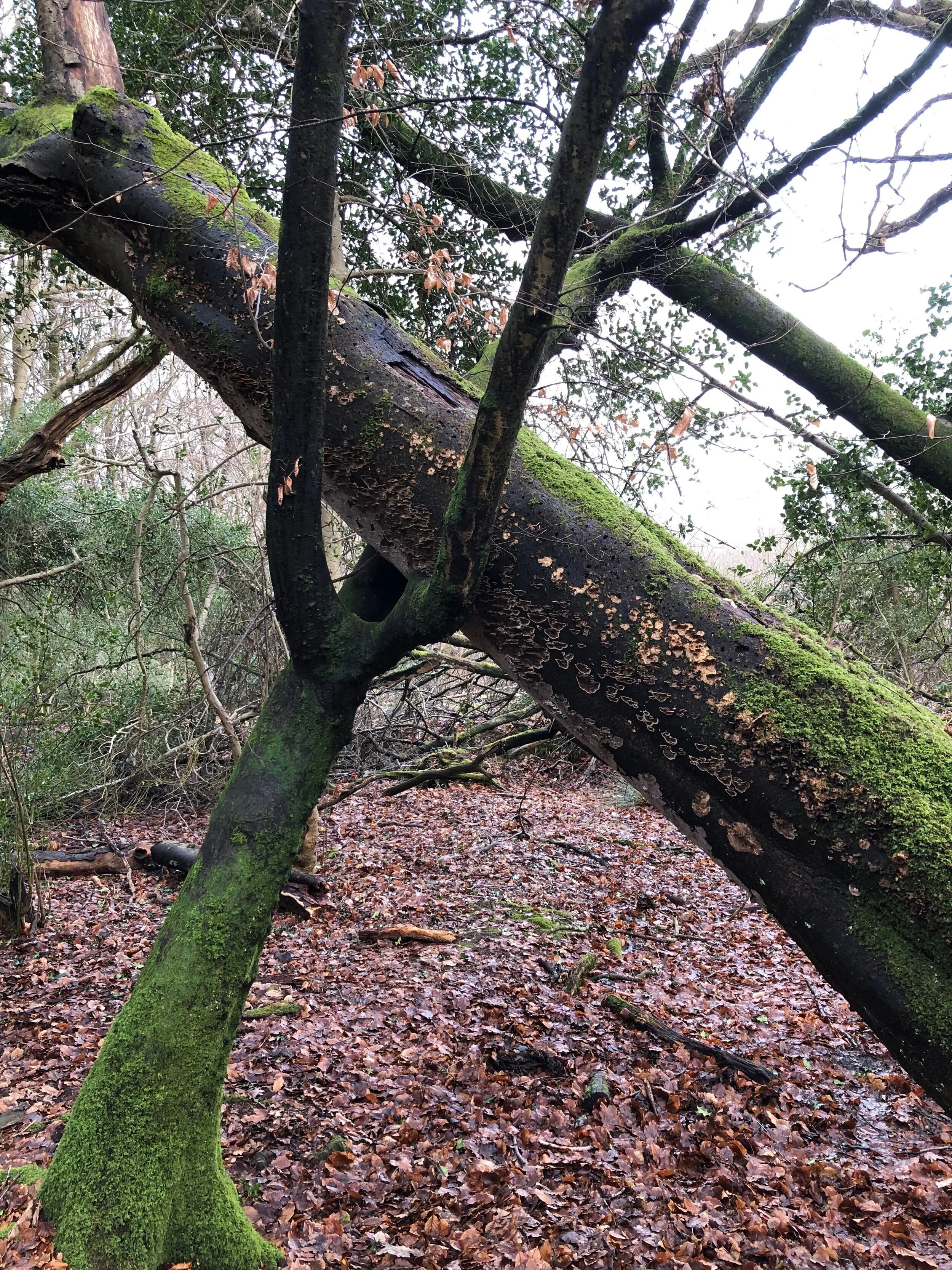 Trees