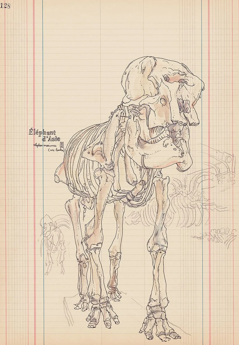 lapin_XL_museum_01.jpg