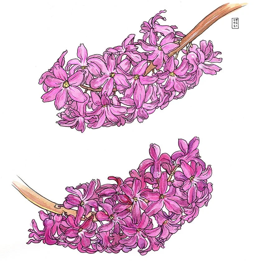 jacinthe_20210221.jpg