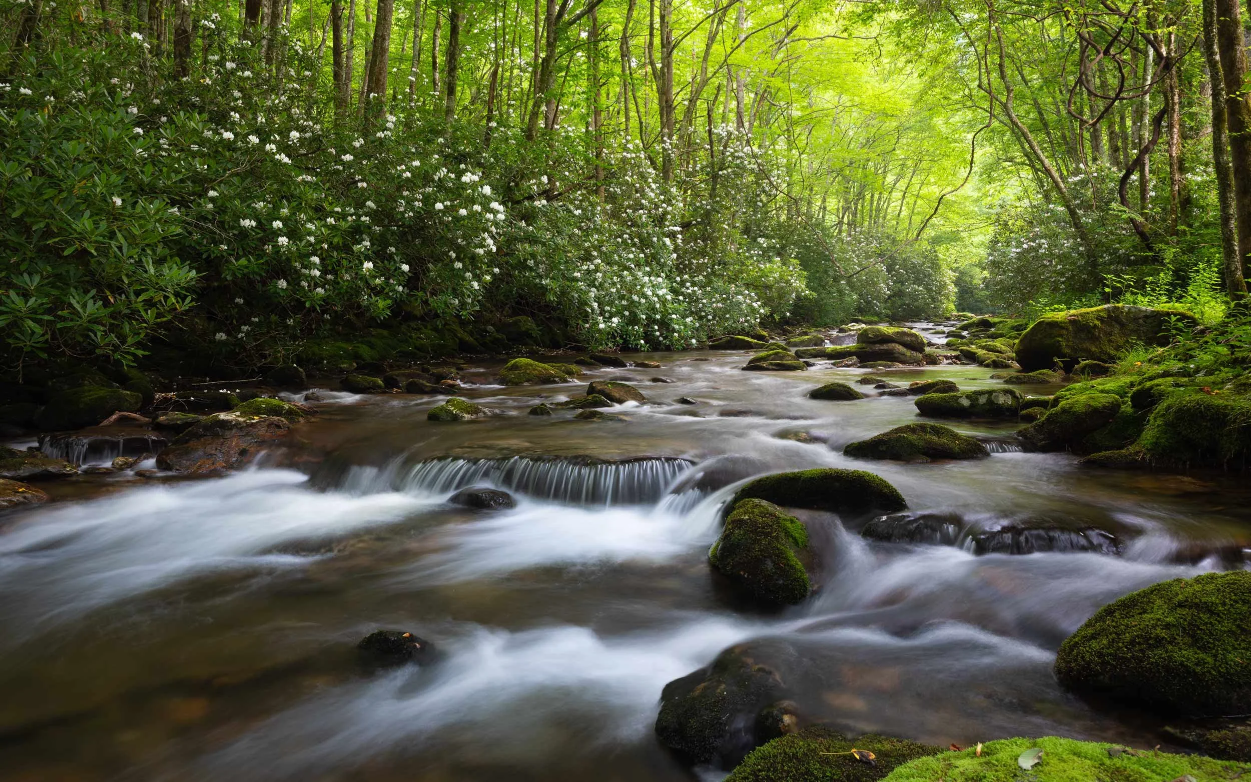 Flowering Rhododendrons, Middle Prong Creek, N.C.