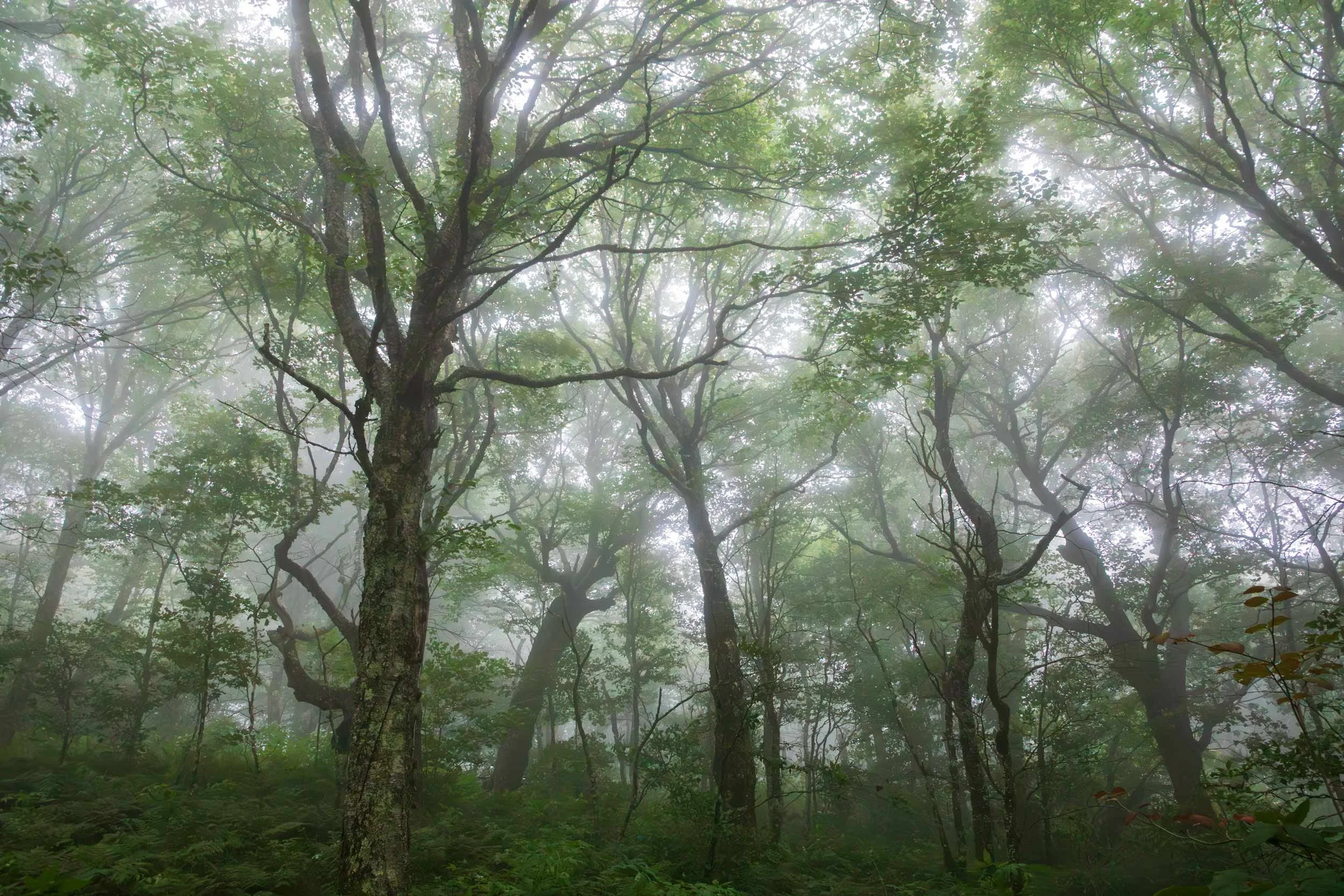 Craggy Gardens Mist 2