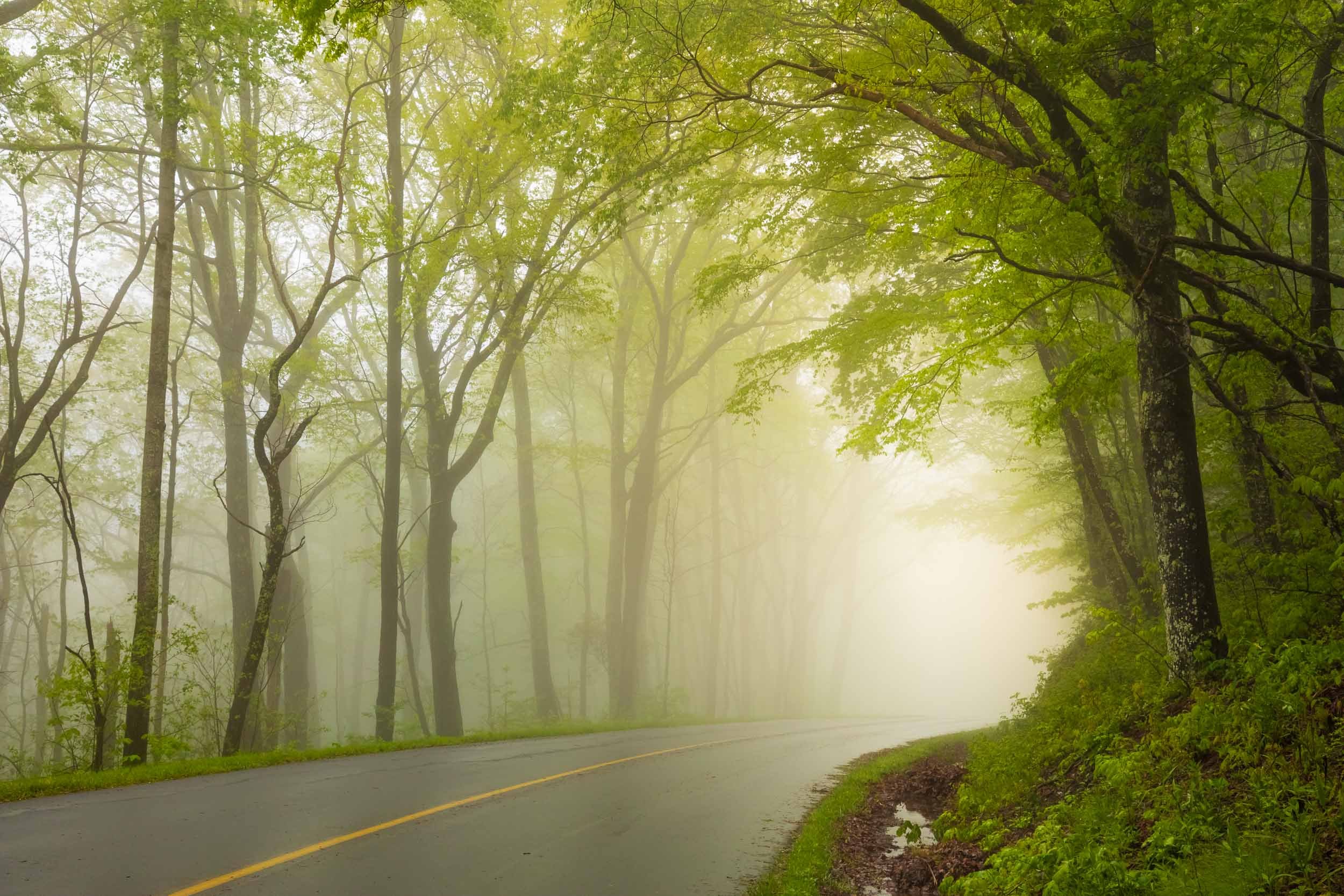 
Light of Spring, Blue Ridge Parkway