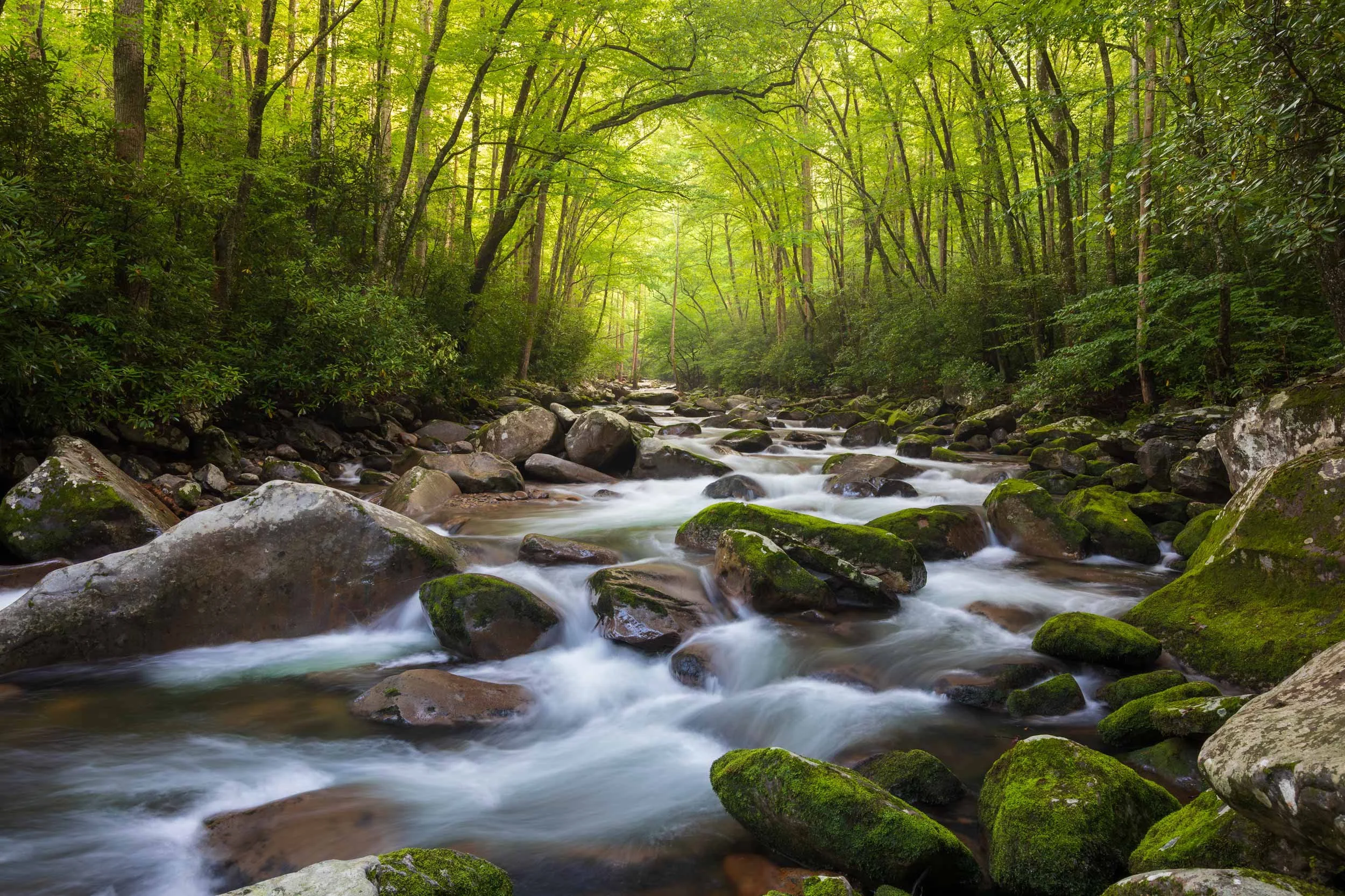 The Cathedral at Big Creek, GSMNP