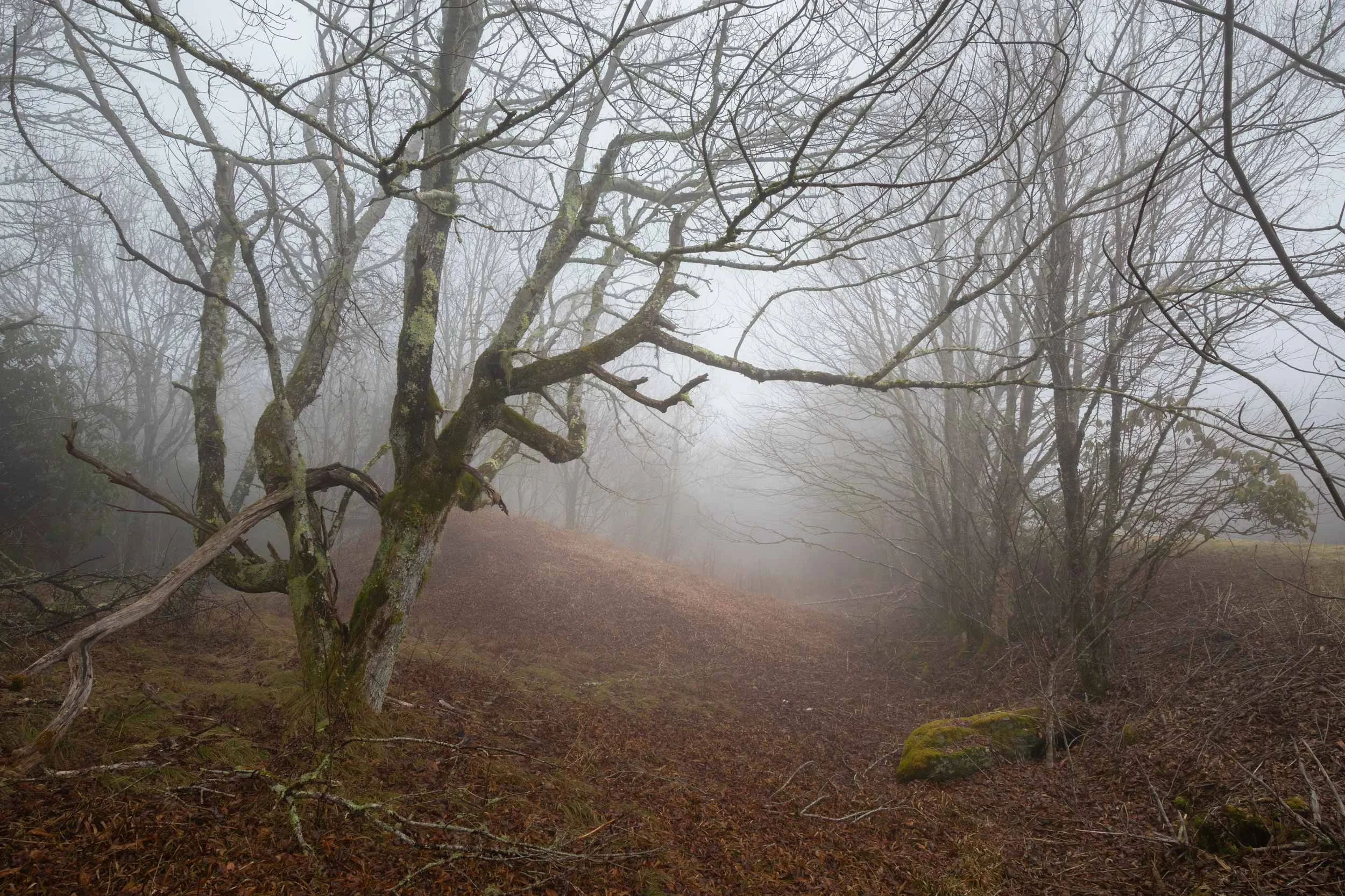 Enter the Dream BRP N.C.