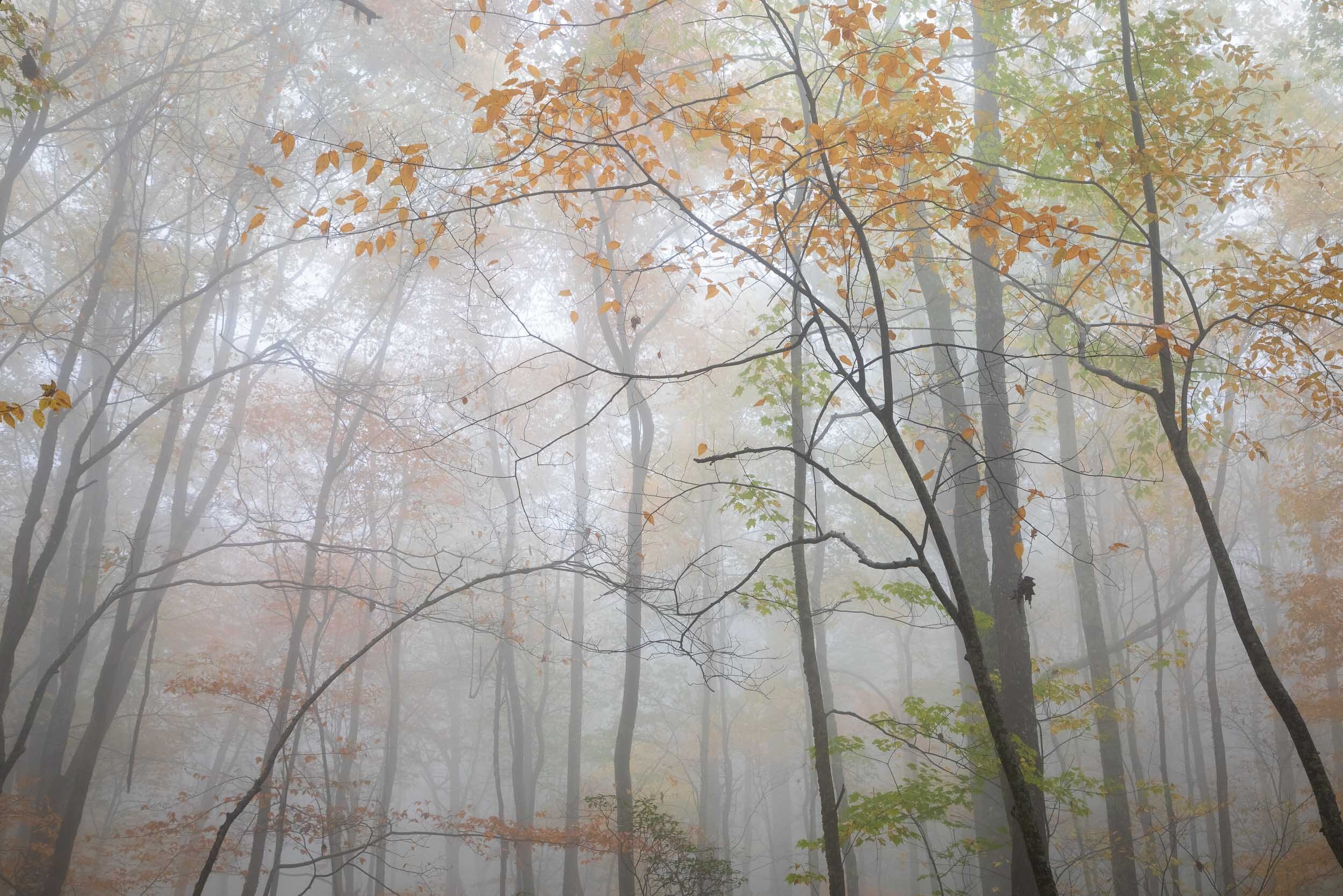 blueridgeparkway-fog-fall3.jpg