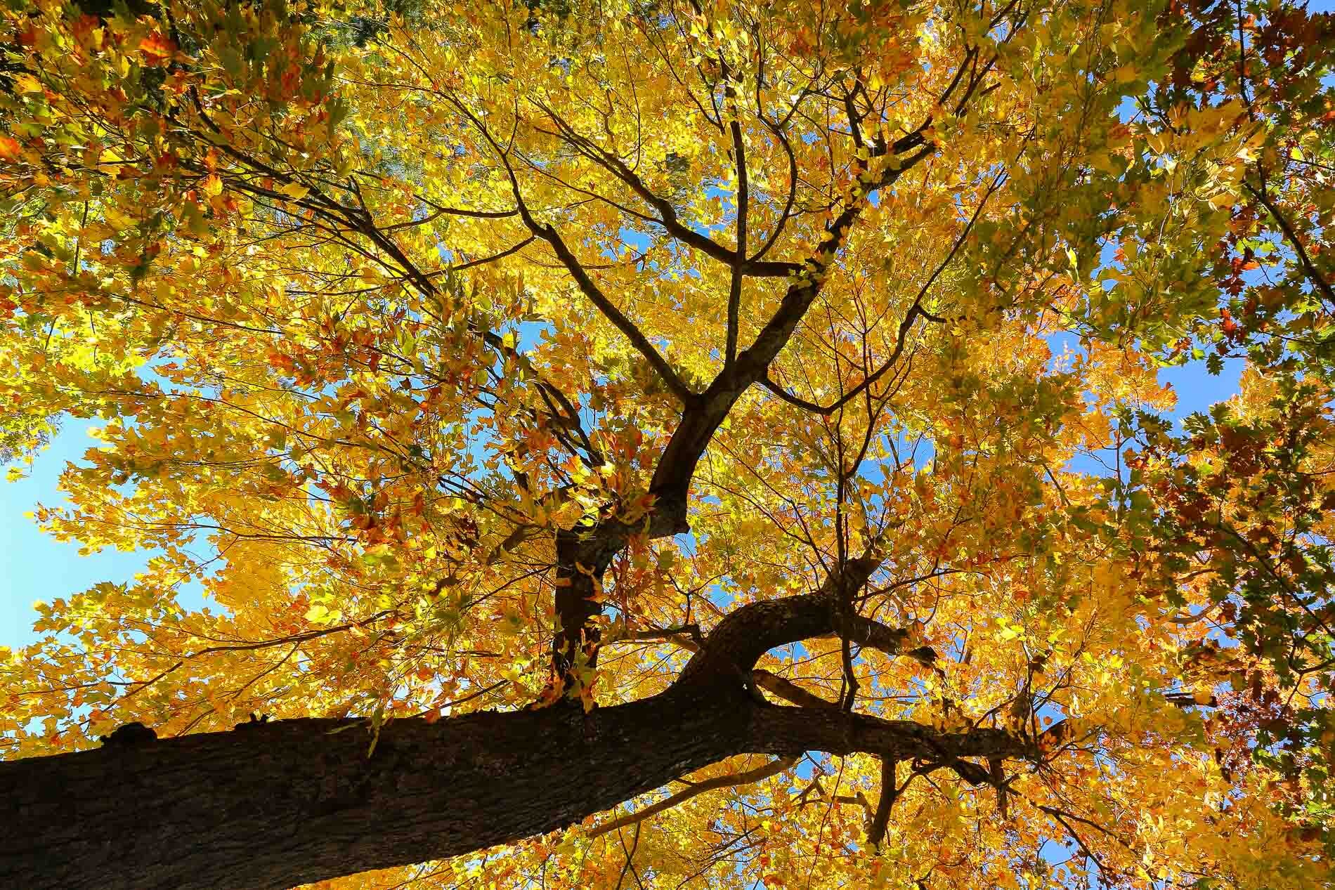 fall-tree.jpg