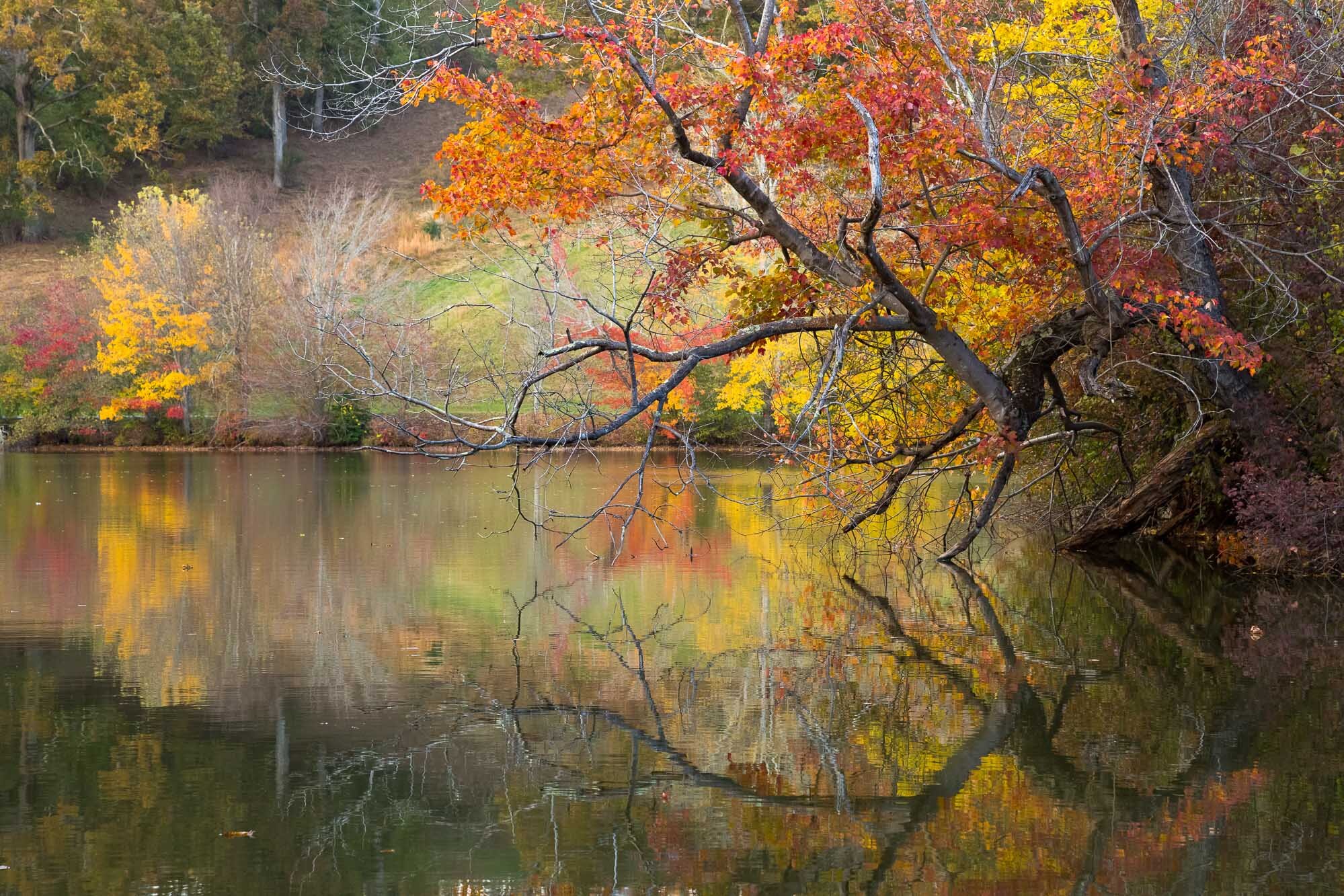 fallreflection.jpg