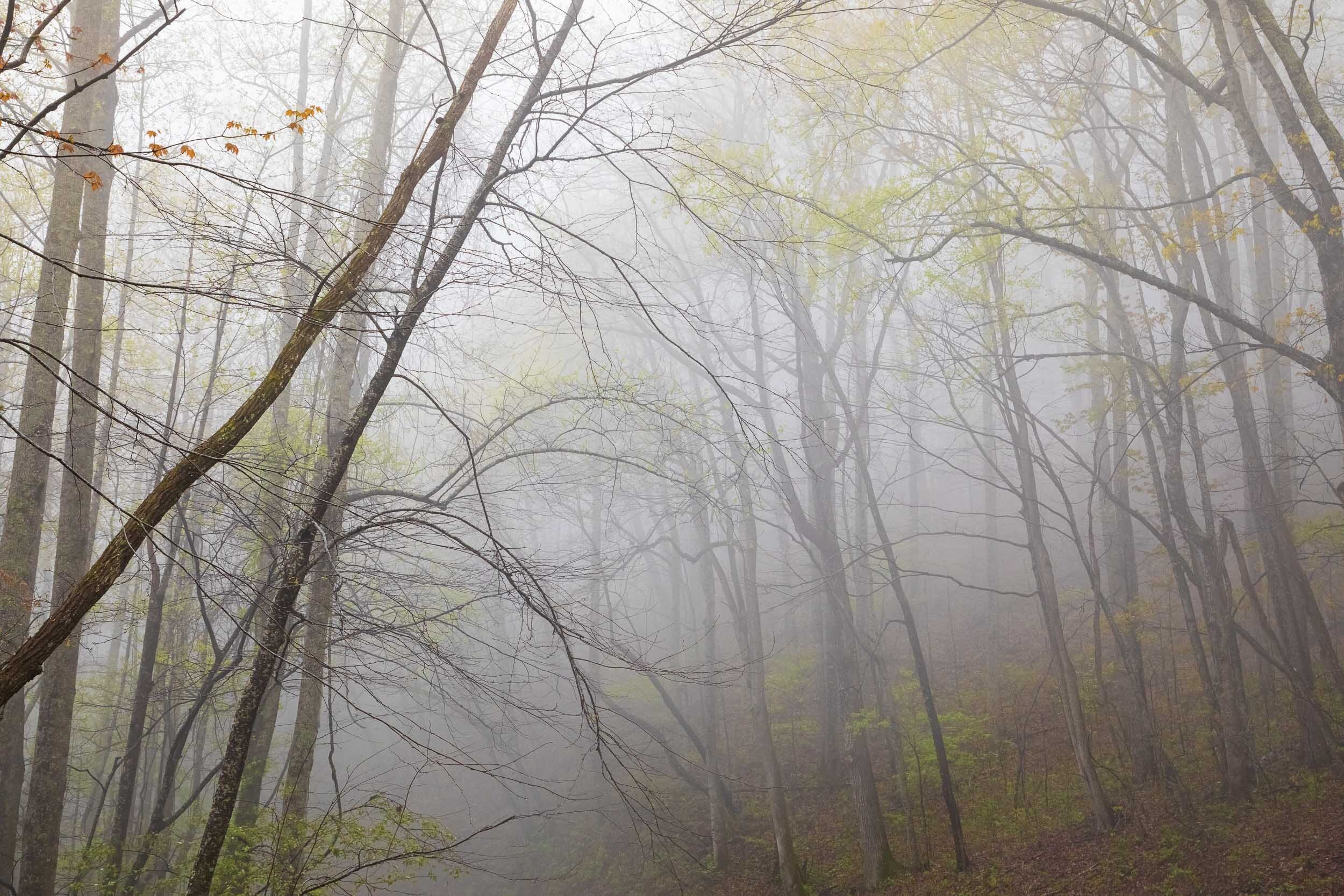 trees-fog2.jpg