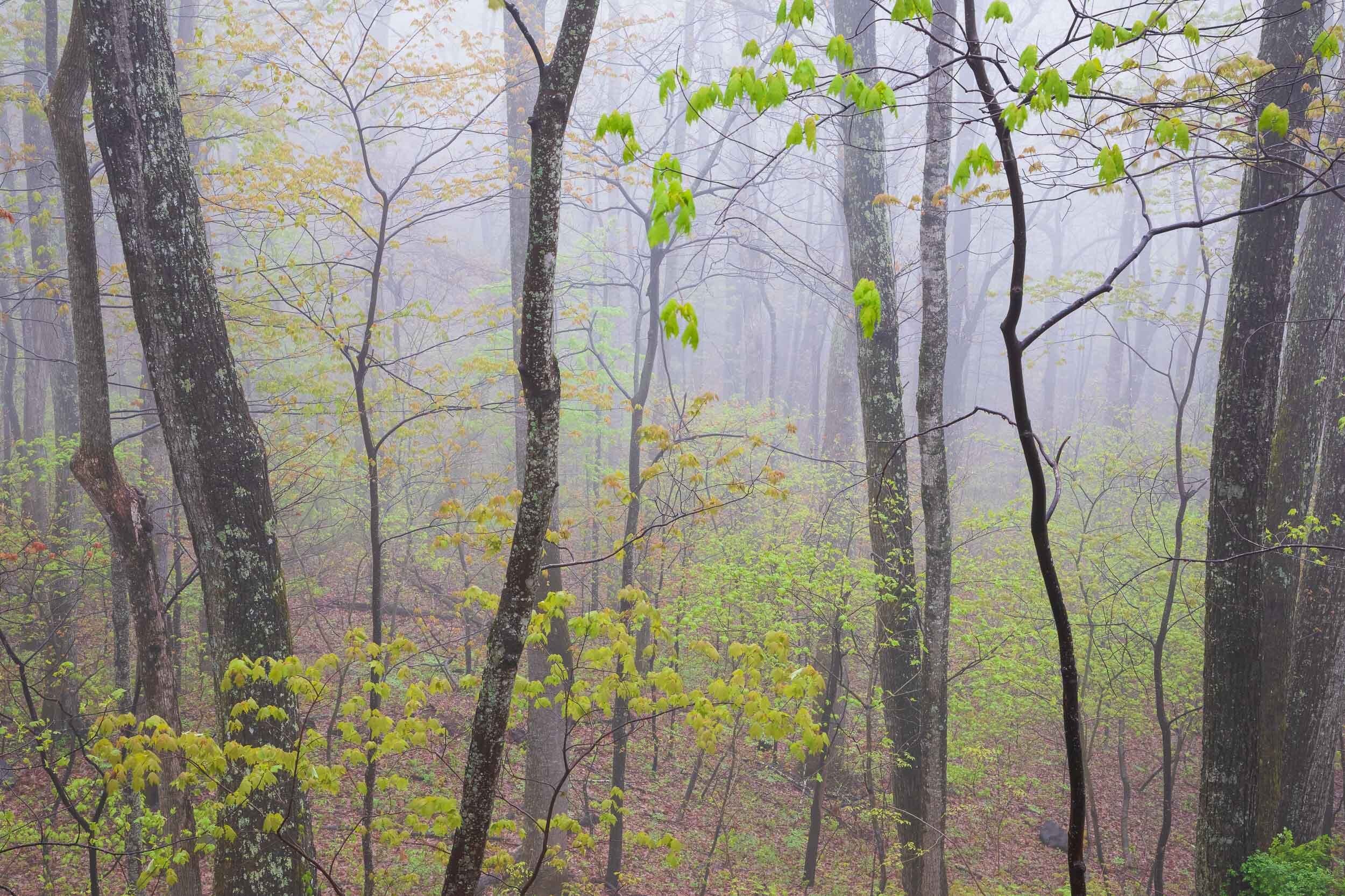 trees-fog3.jpg