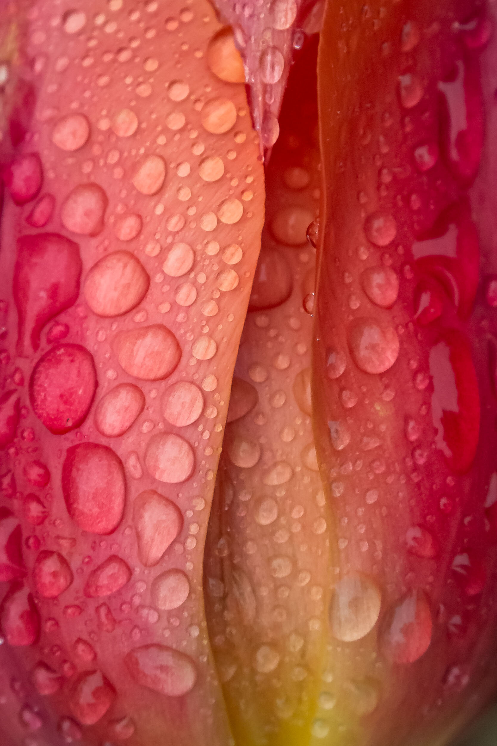 tulip-rain.jpg