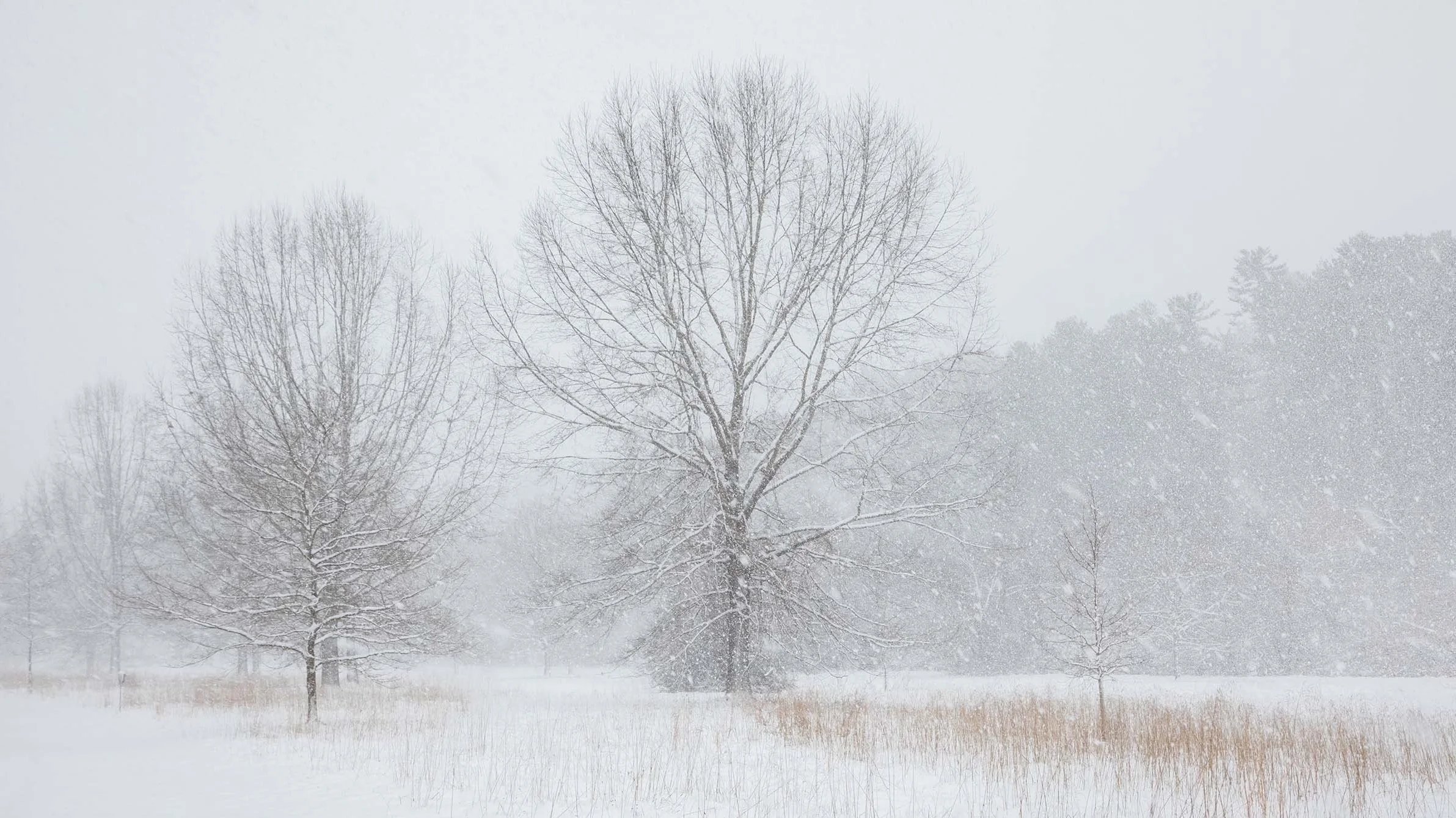 Snow Trees at the Lagoon