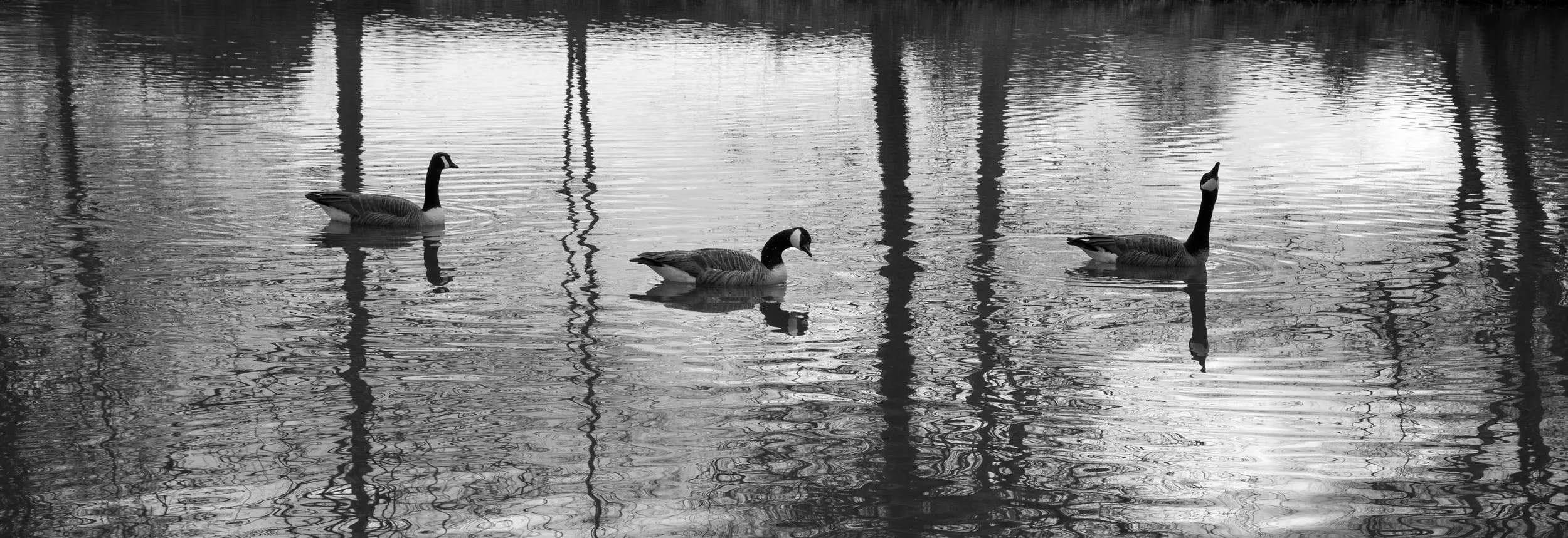Geese, Biltmore Lagoon