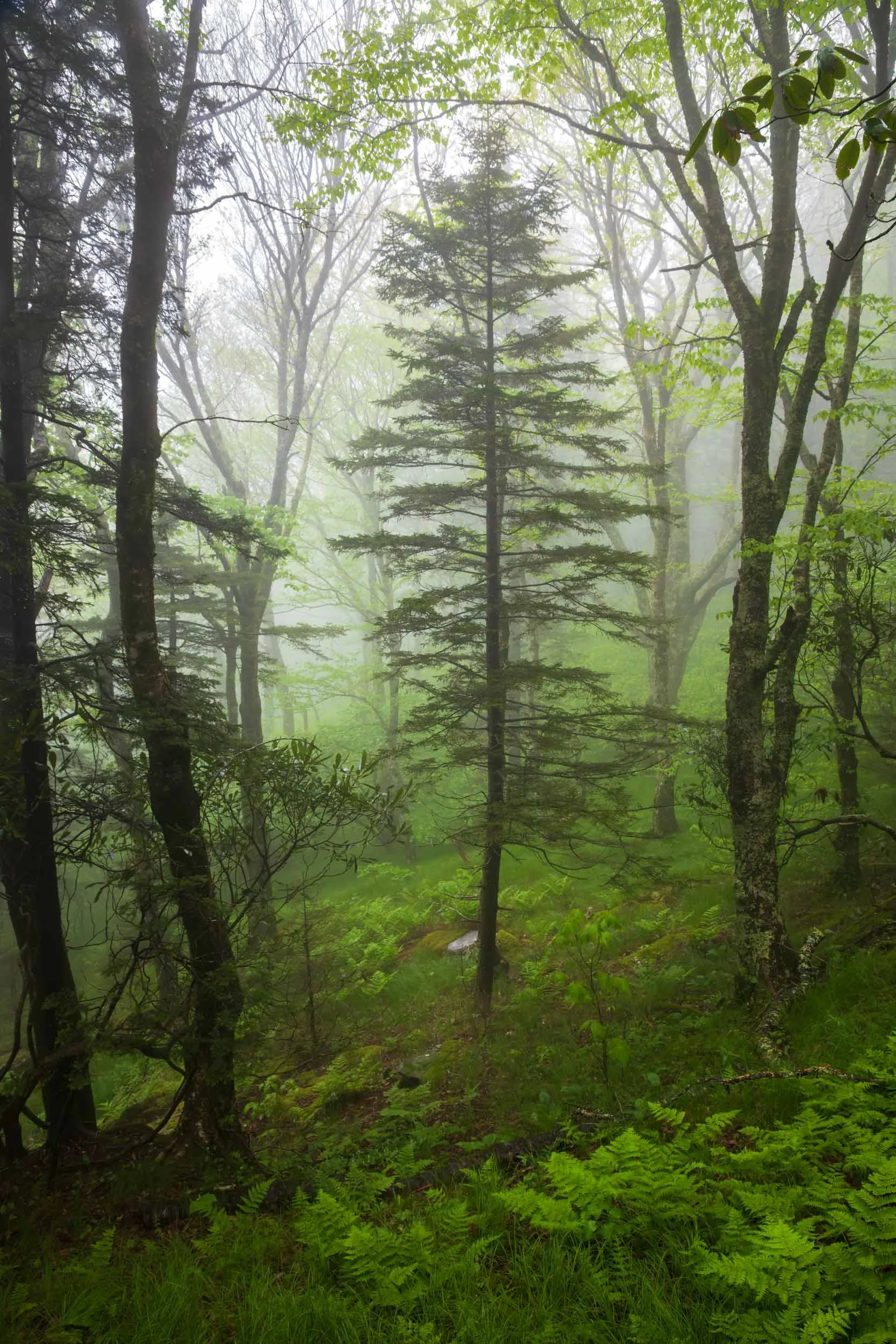 Red Spruce Mount Mitchell N.C.