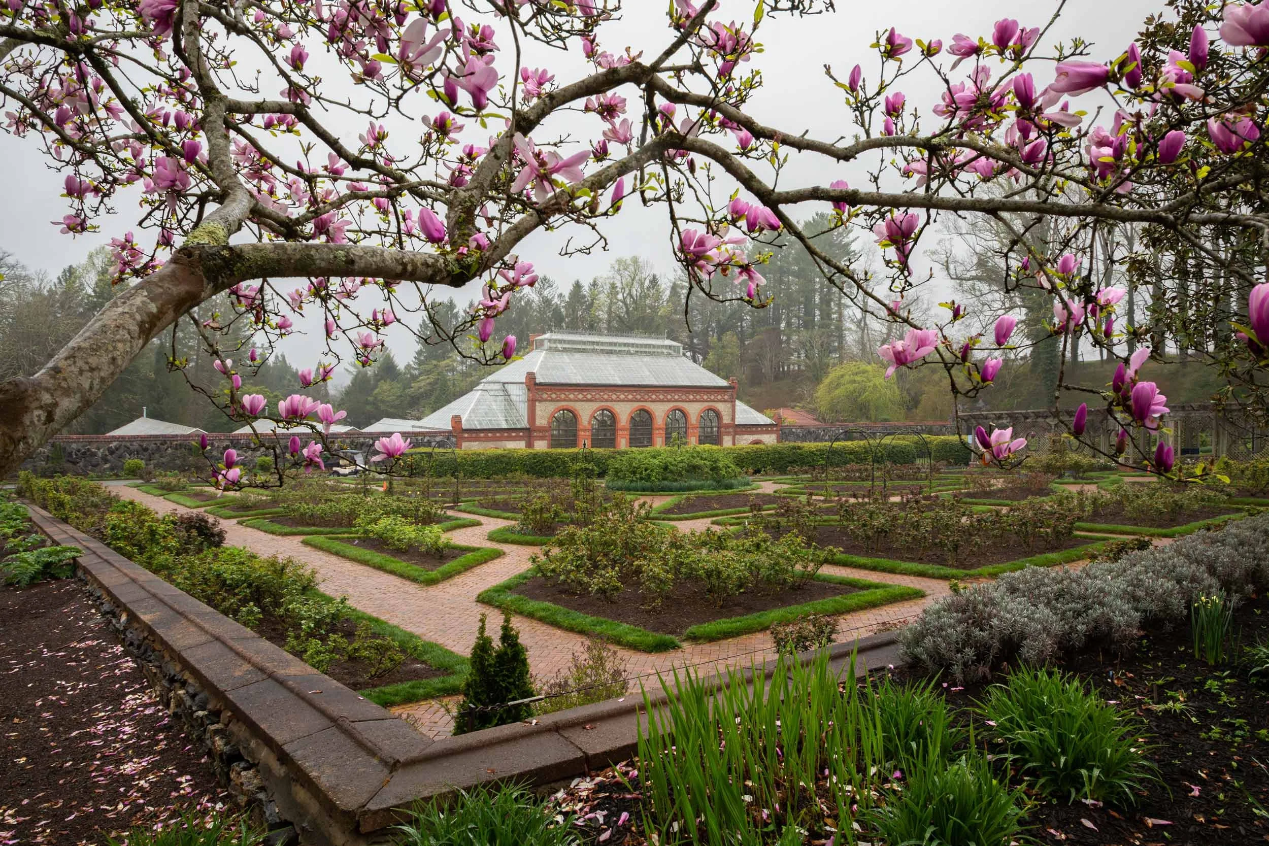 Japanese Magnolia Blooms, Biltmore Gardens