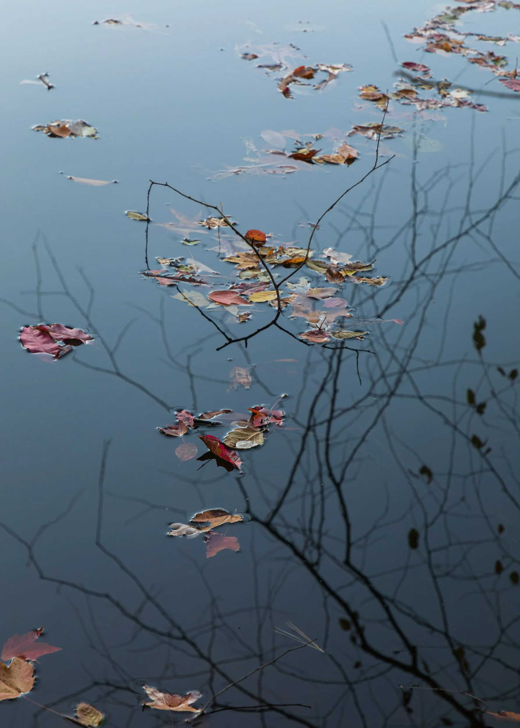 Biltmore Lagoon Fall Reflection