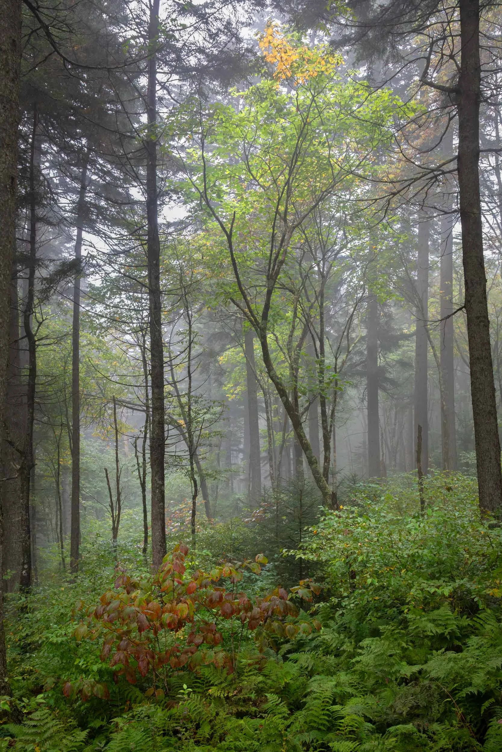Early Fall Mt. Mitchell N.C.