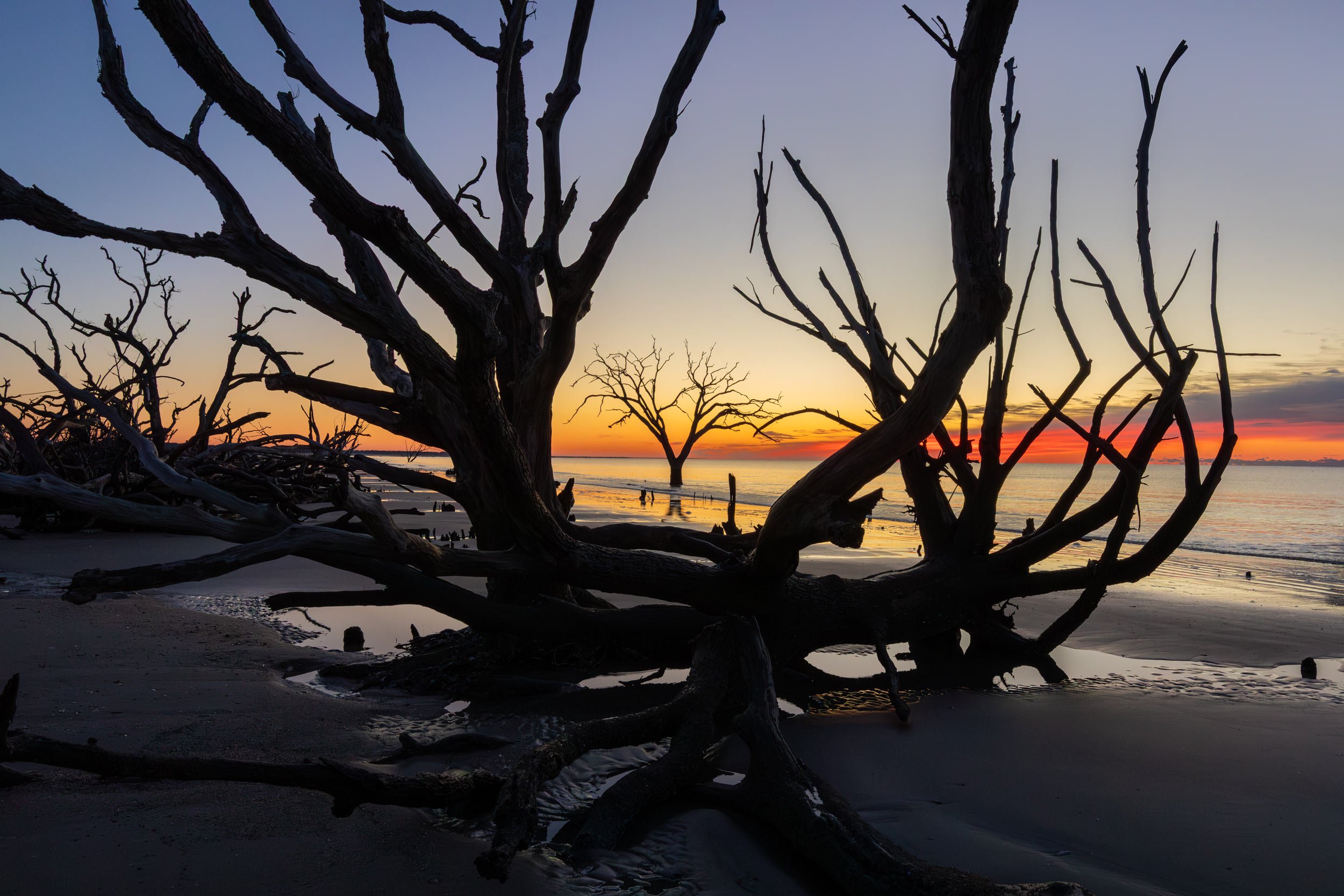 From the Grave, Boneyard Beach Edisto Island S.C.