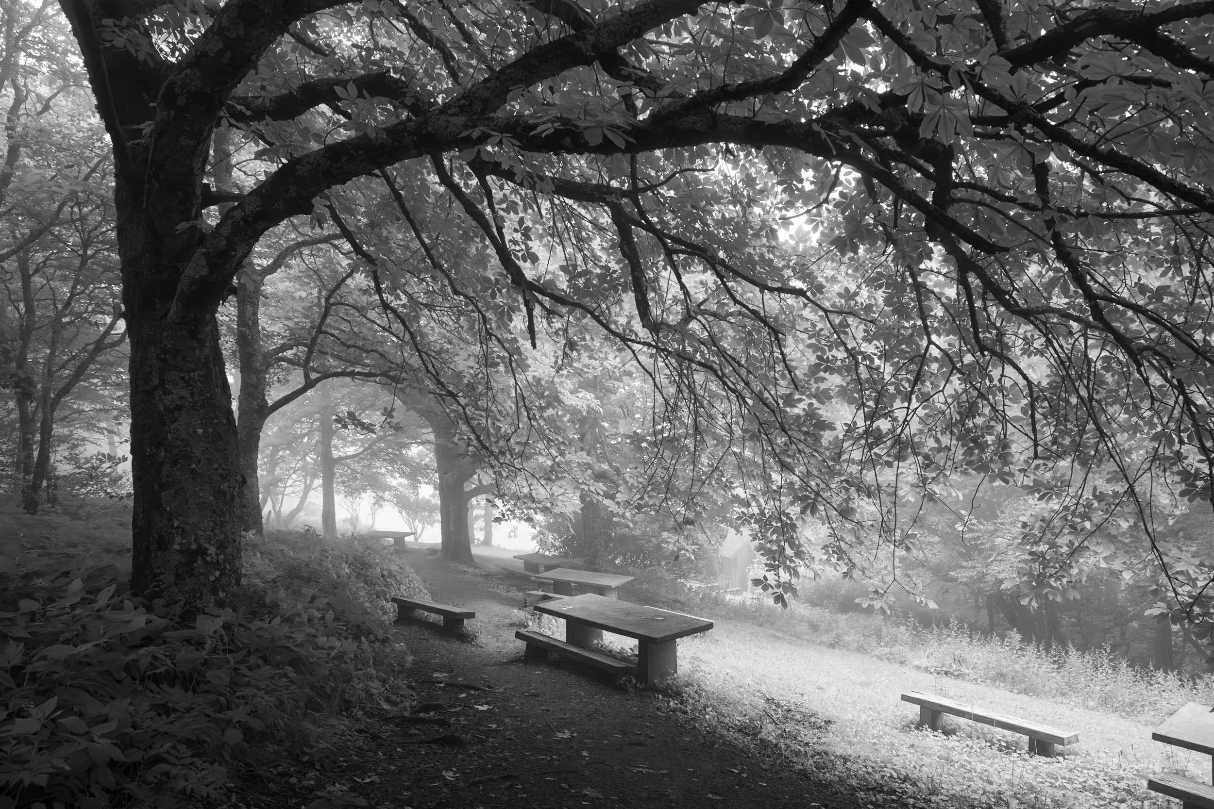 Craggy Gardens, Blue Ridge Parkway N.C.