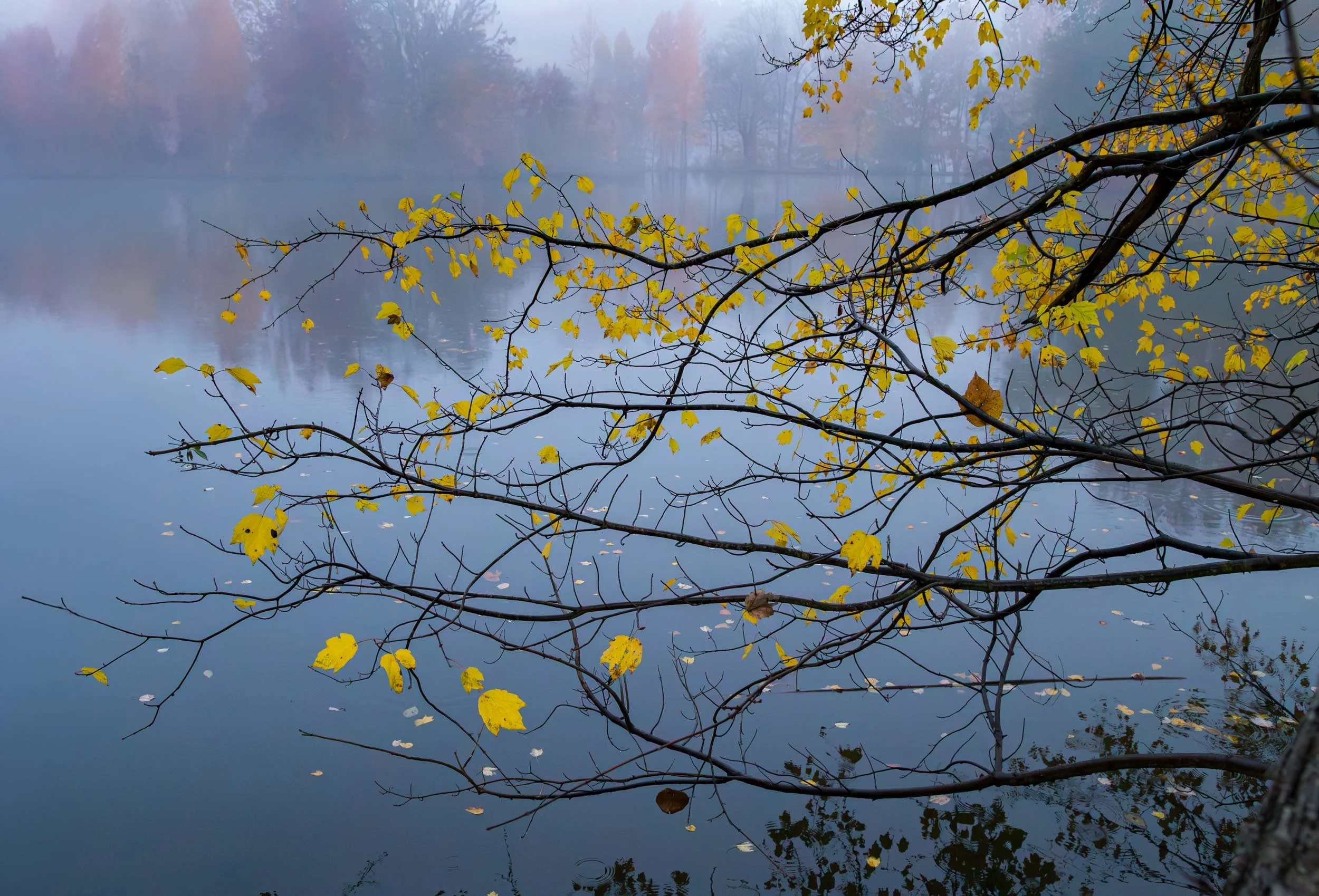 Yellow Maple at the Lagoon