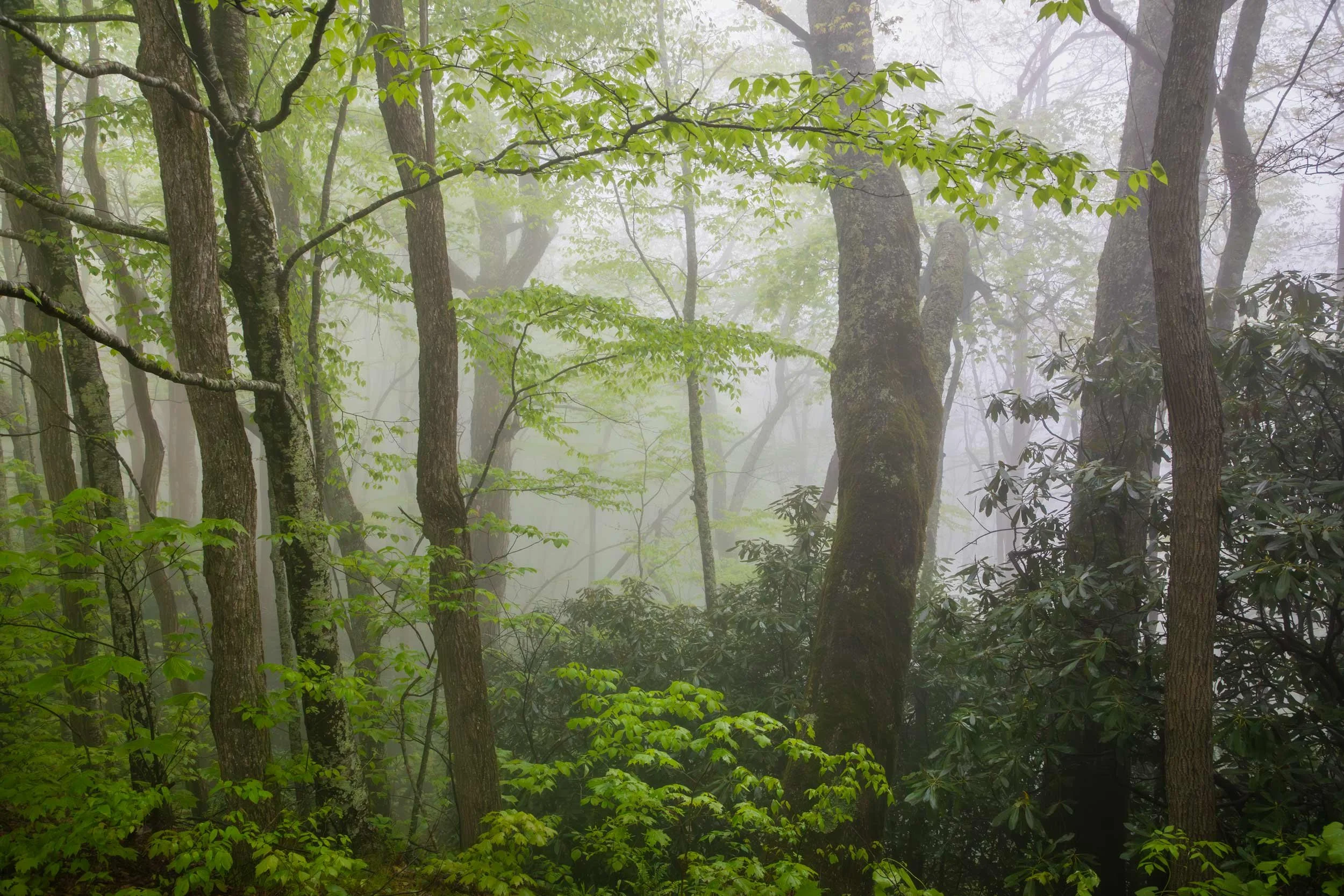 Woodland Spring, BRP N.C.