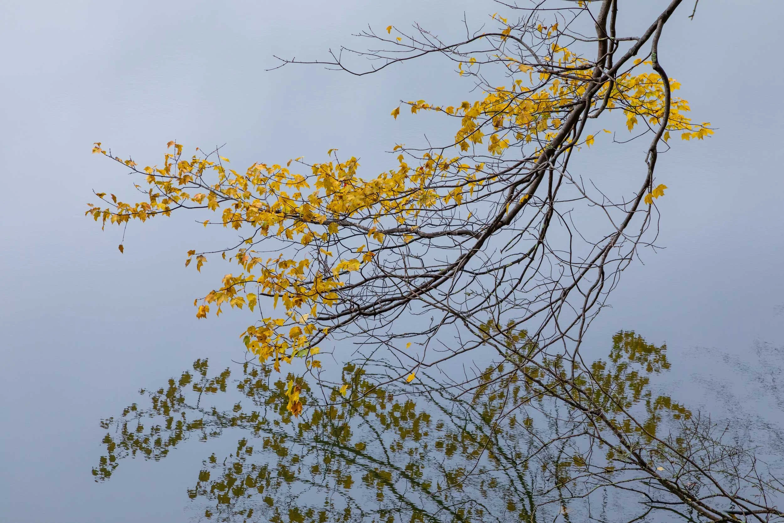 Bass Pond Maple Reflection
