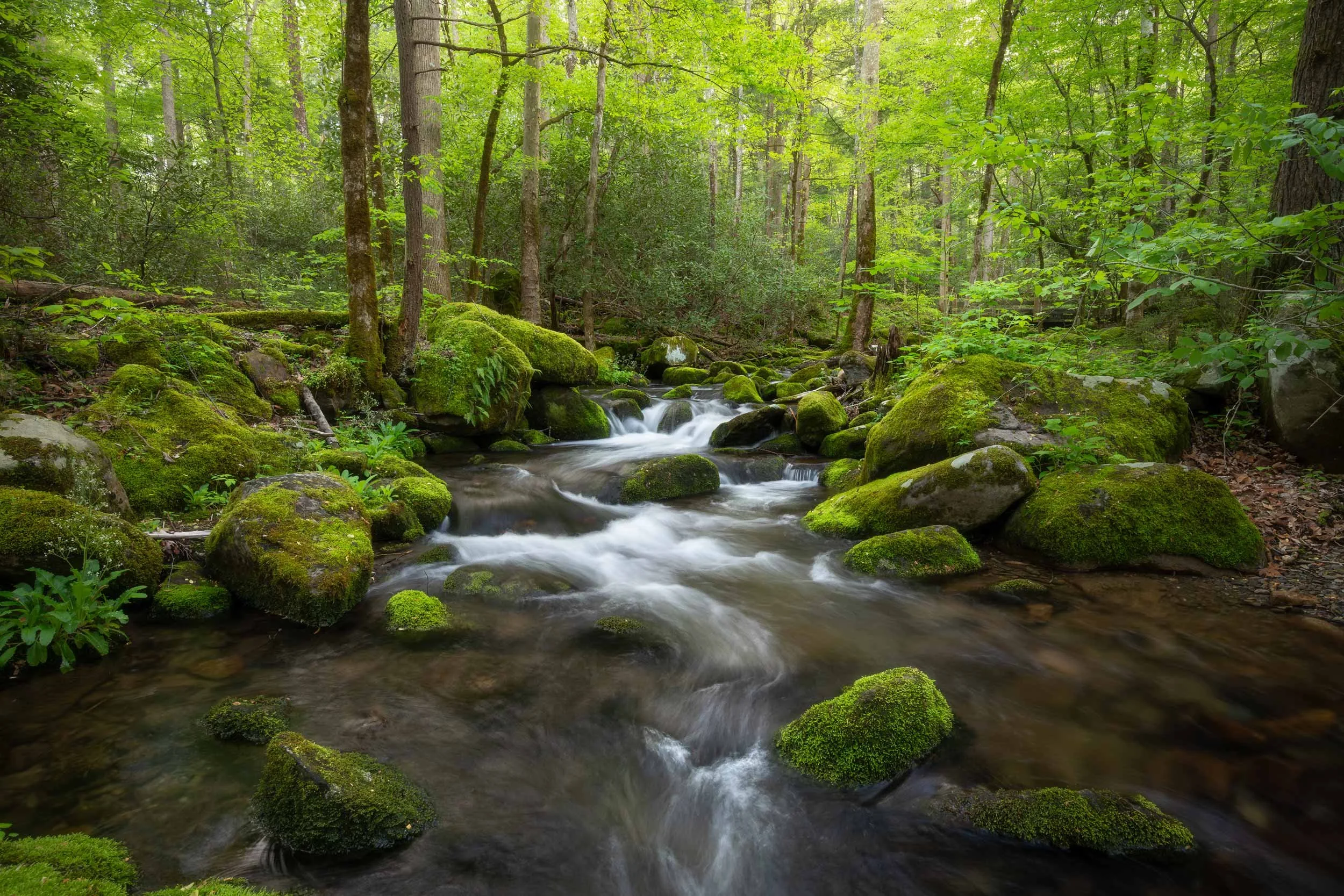 Chestnut Branch at Big Creek GSNP