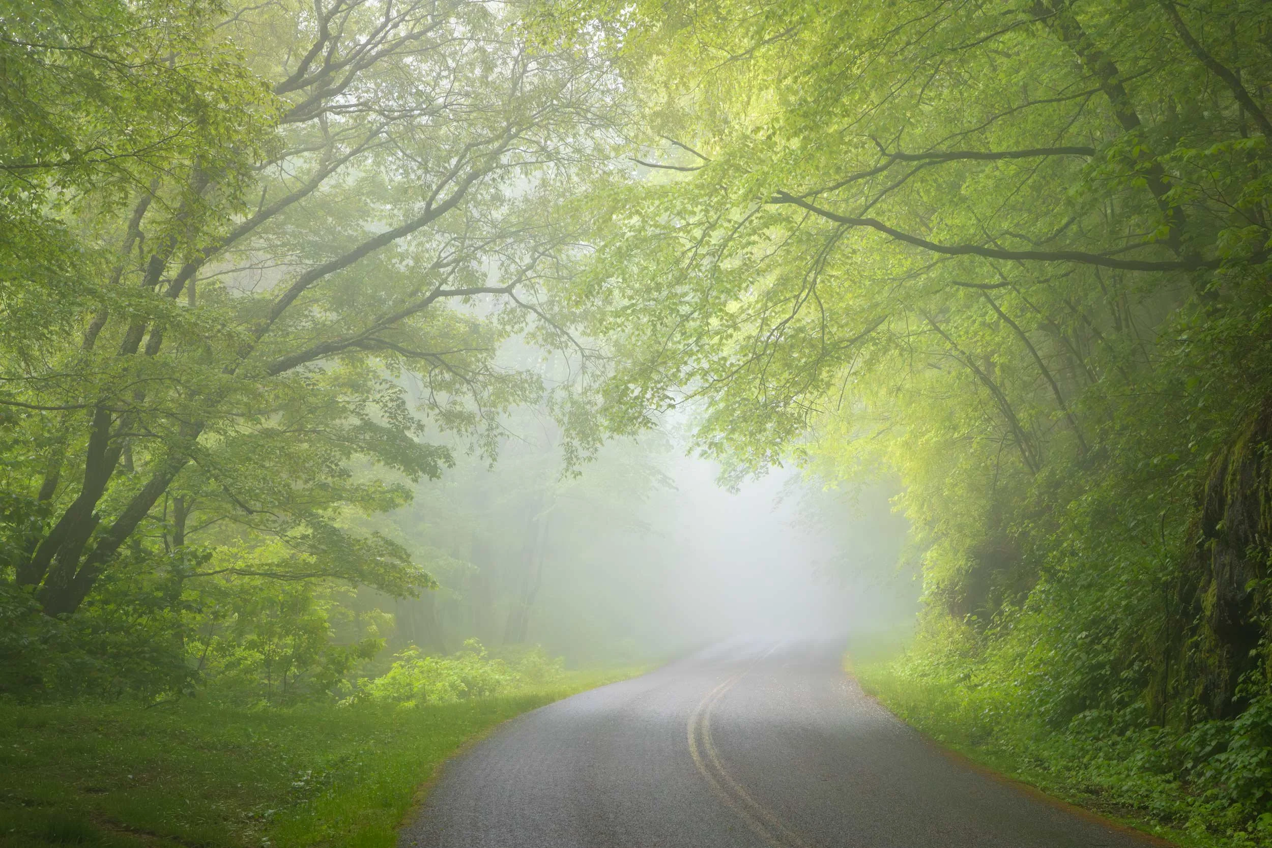 Spring Light, BRP N.C.