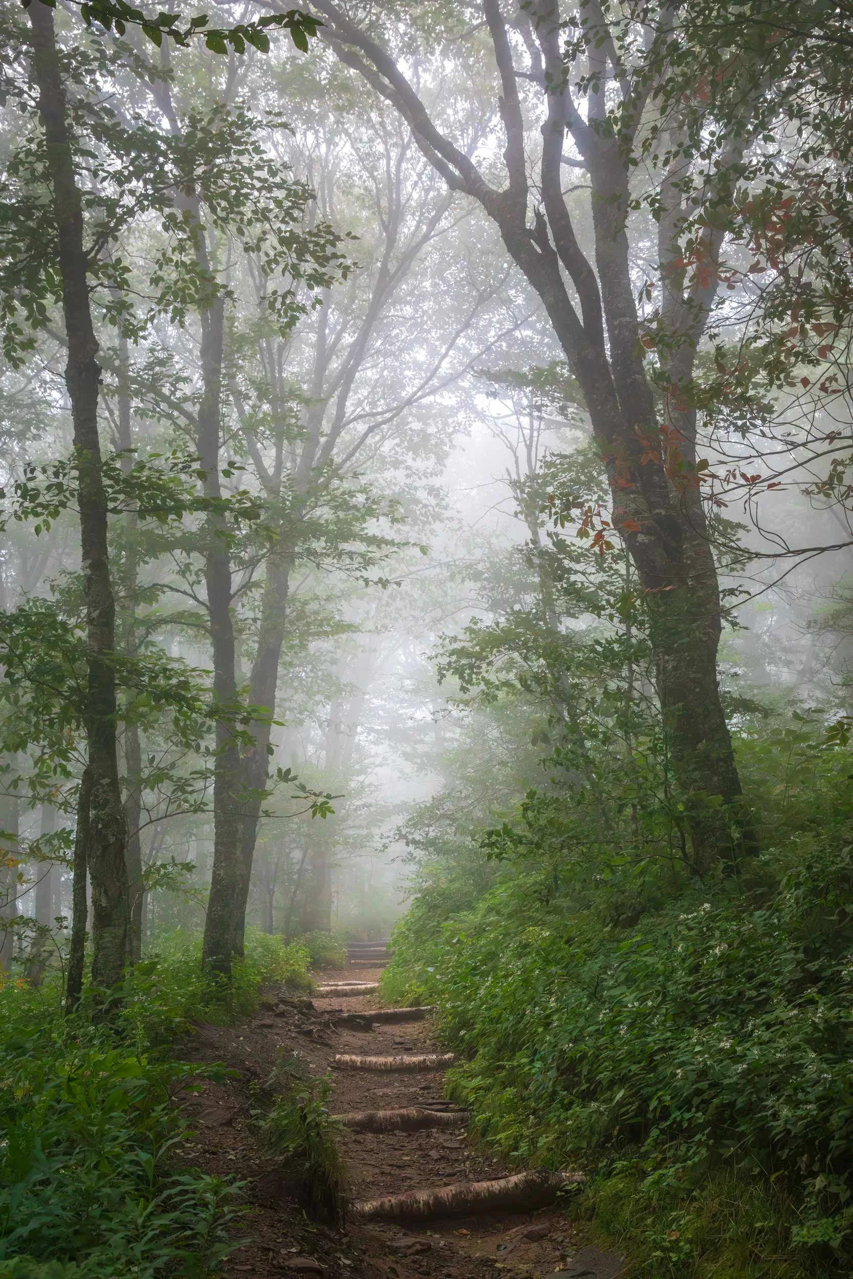 Craggy Gardens Trail N.C. 