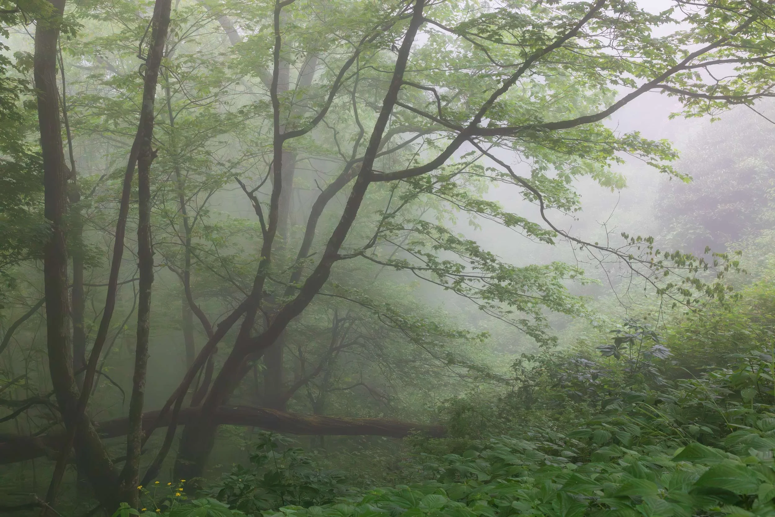 Edge of the Forest, Craggy Gardens