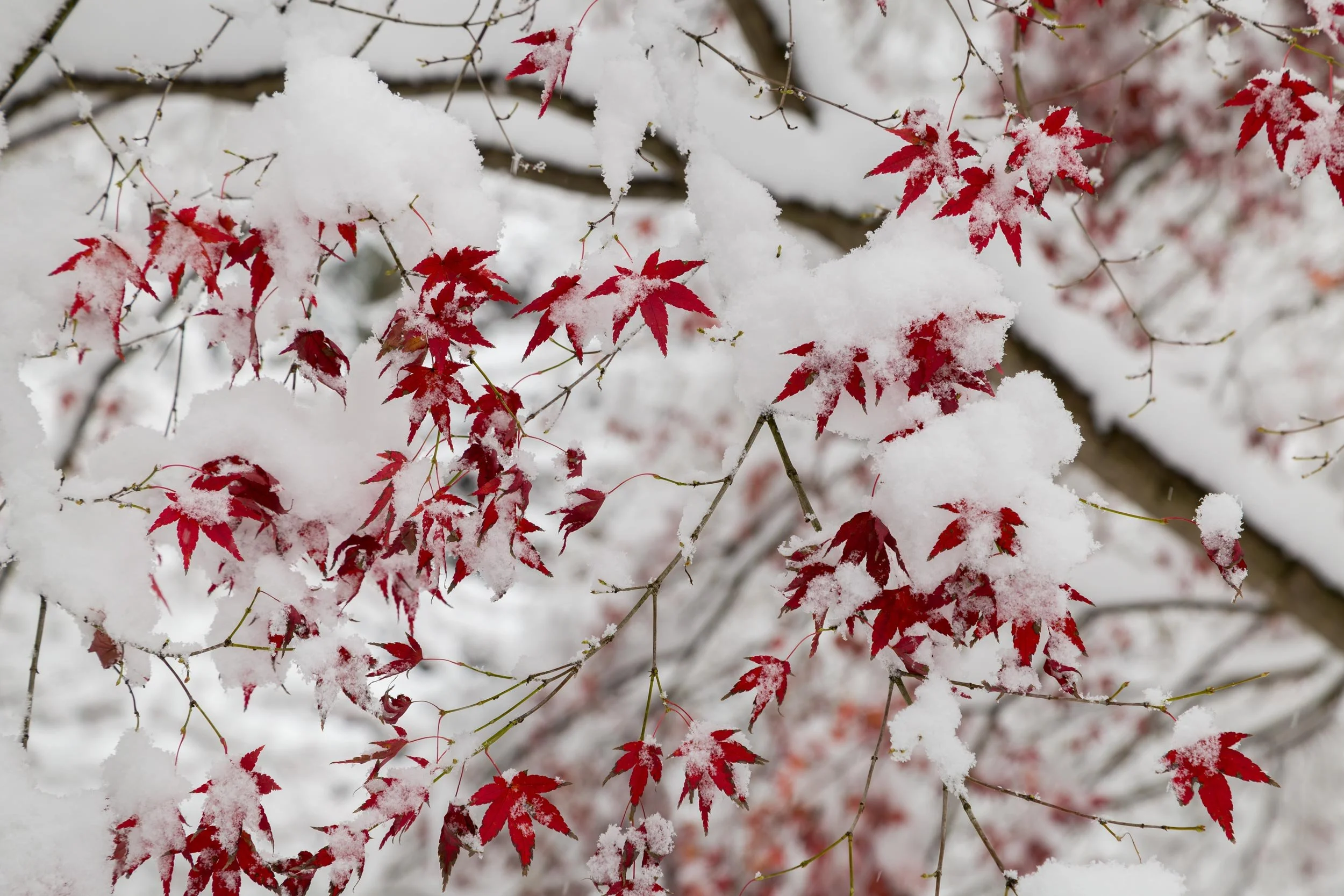 Japanese Maple Garden in Snow