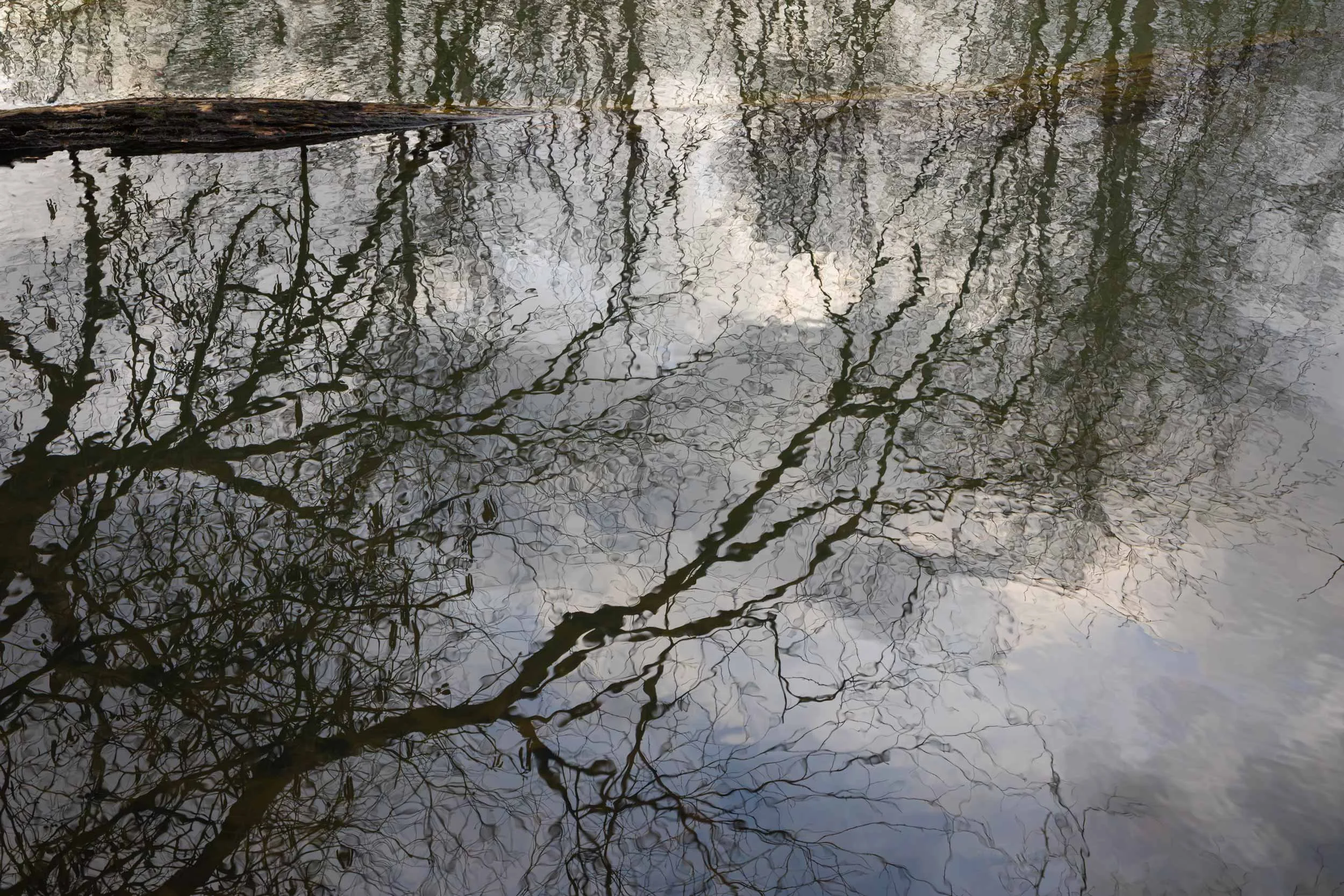 Winter Tree Reflection at the Lagoon