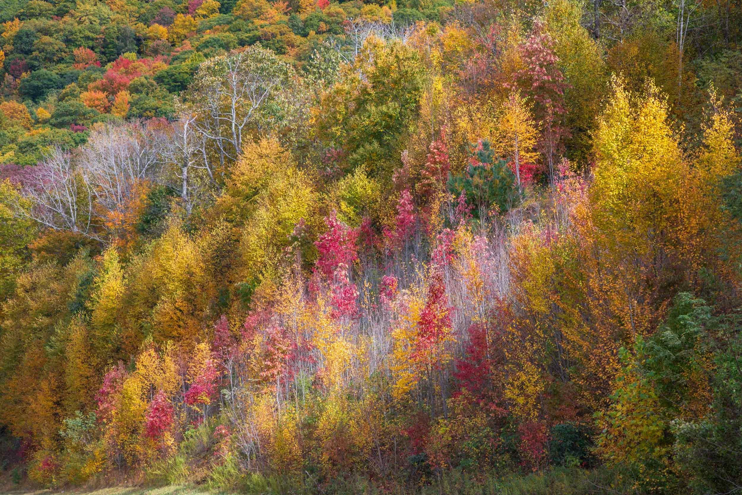 Fall Forest, Cherokee N.C.