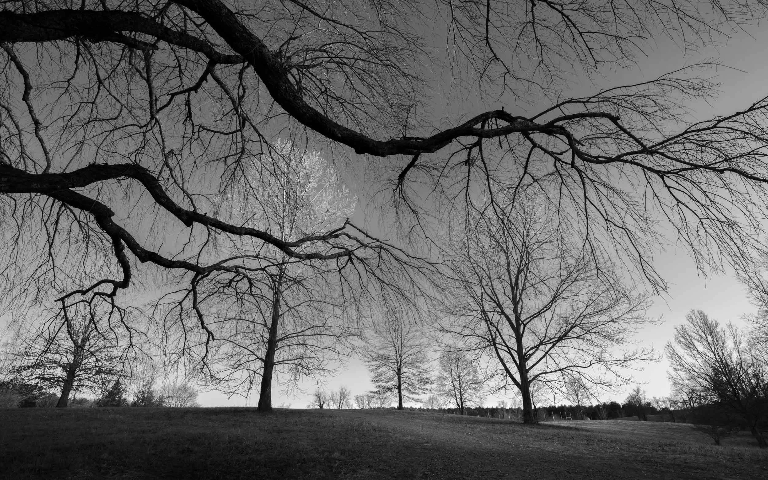 Enchanted Oaks at Sunset, Biltmore Estate