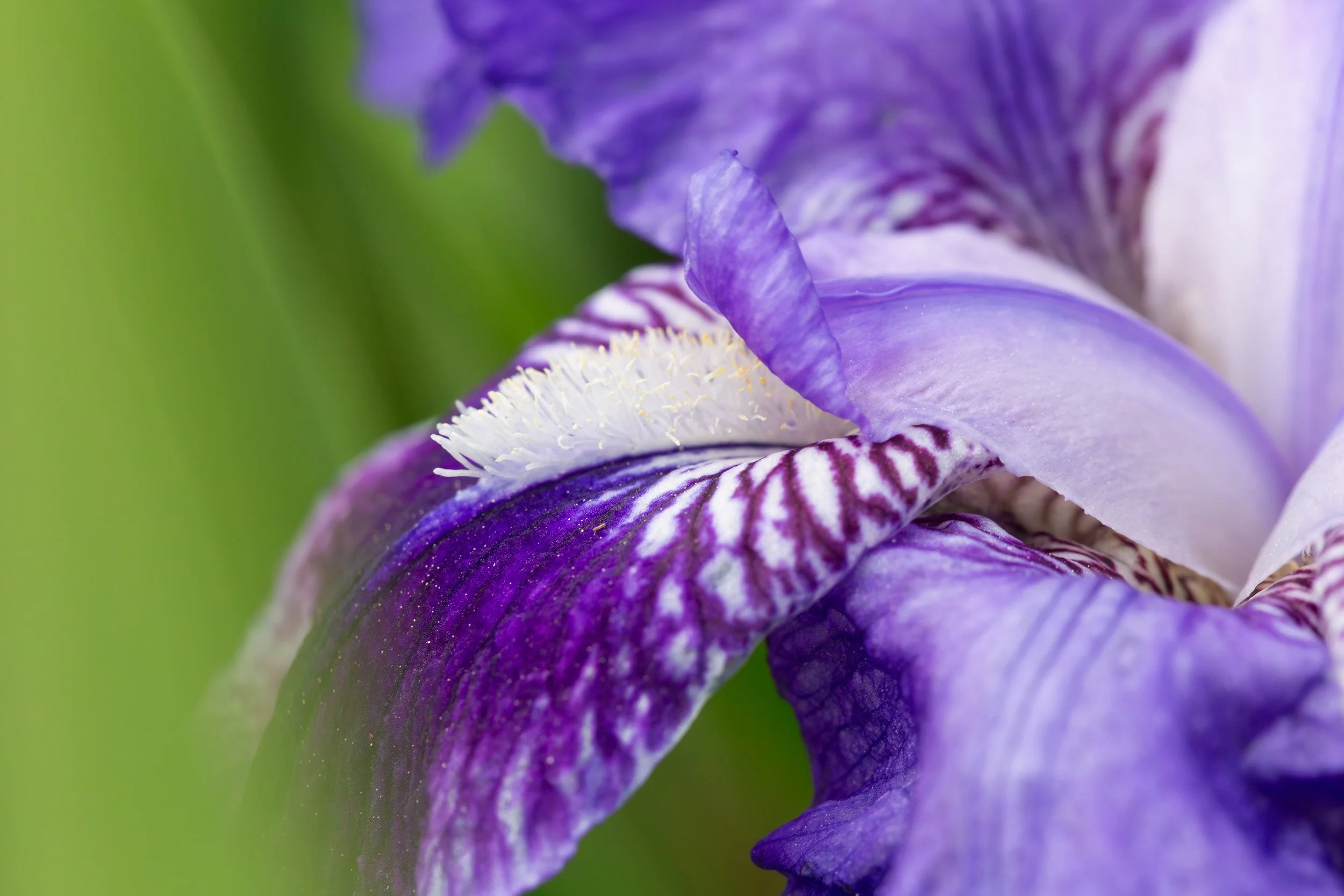 Purple Iris 