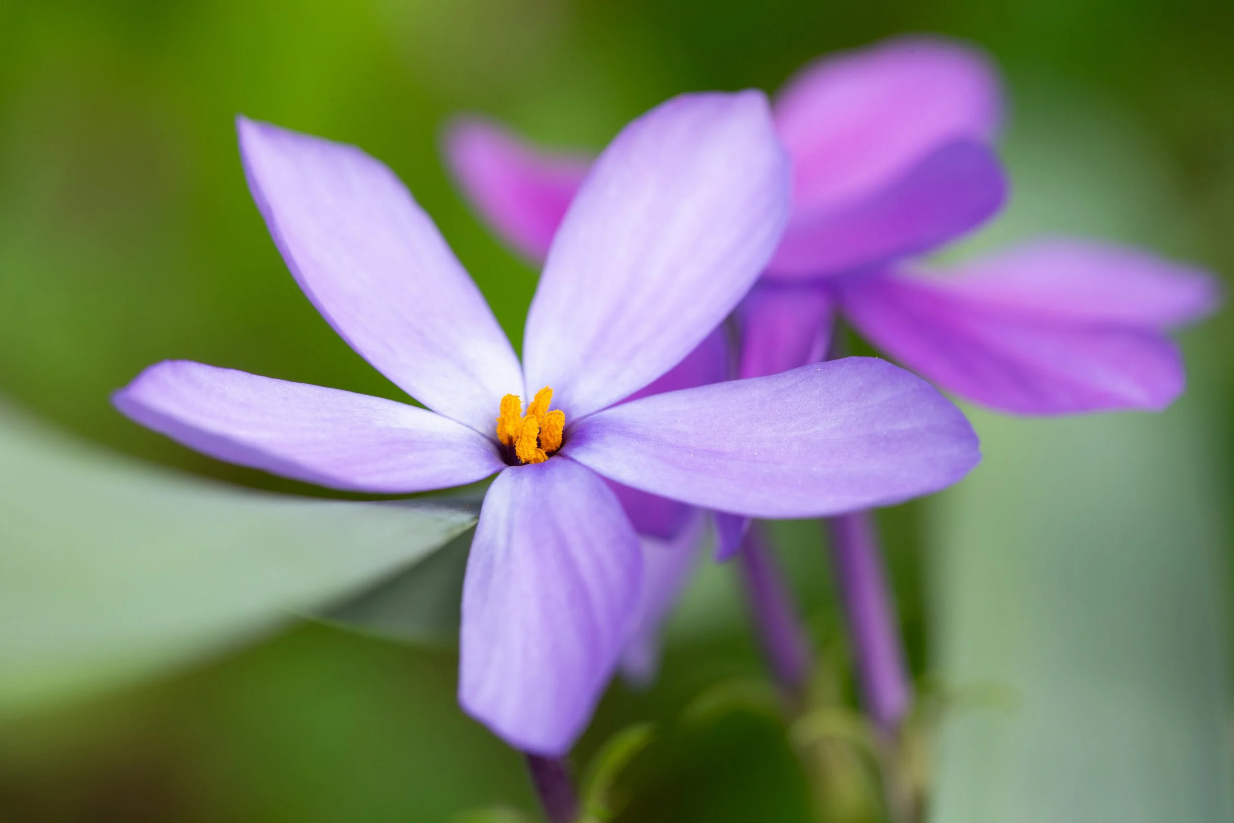 Phlox Petals