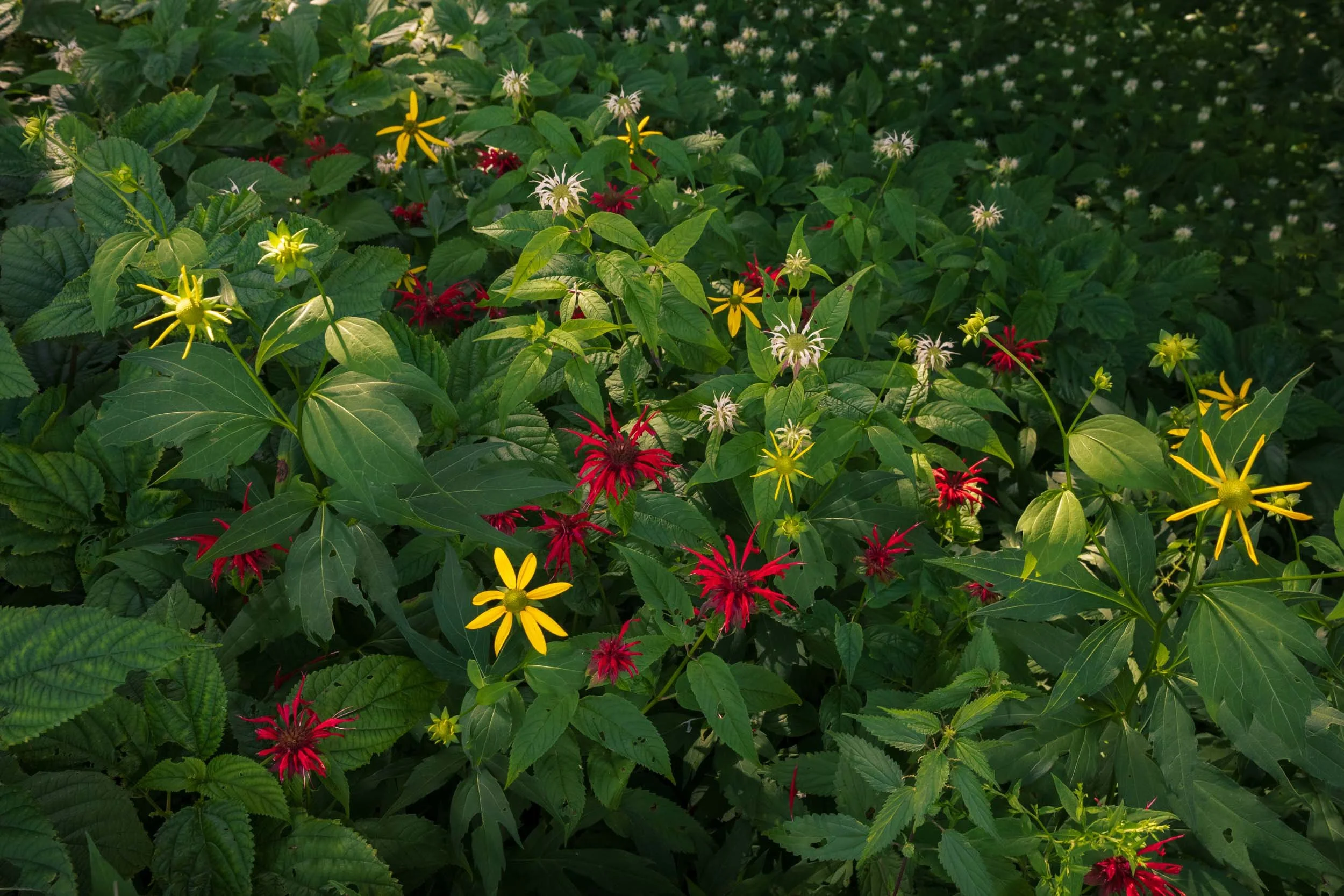 Wildflowers at Craggy Gardens N.C. 