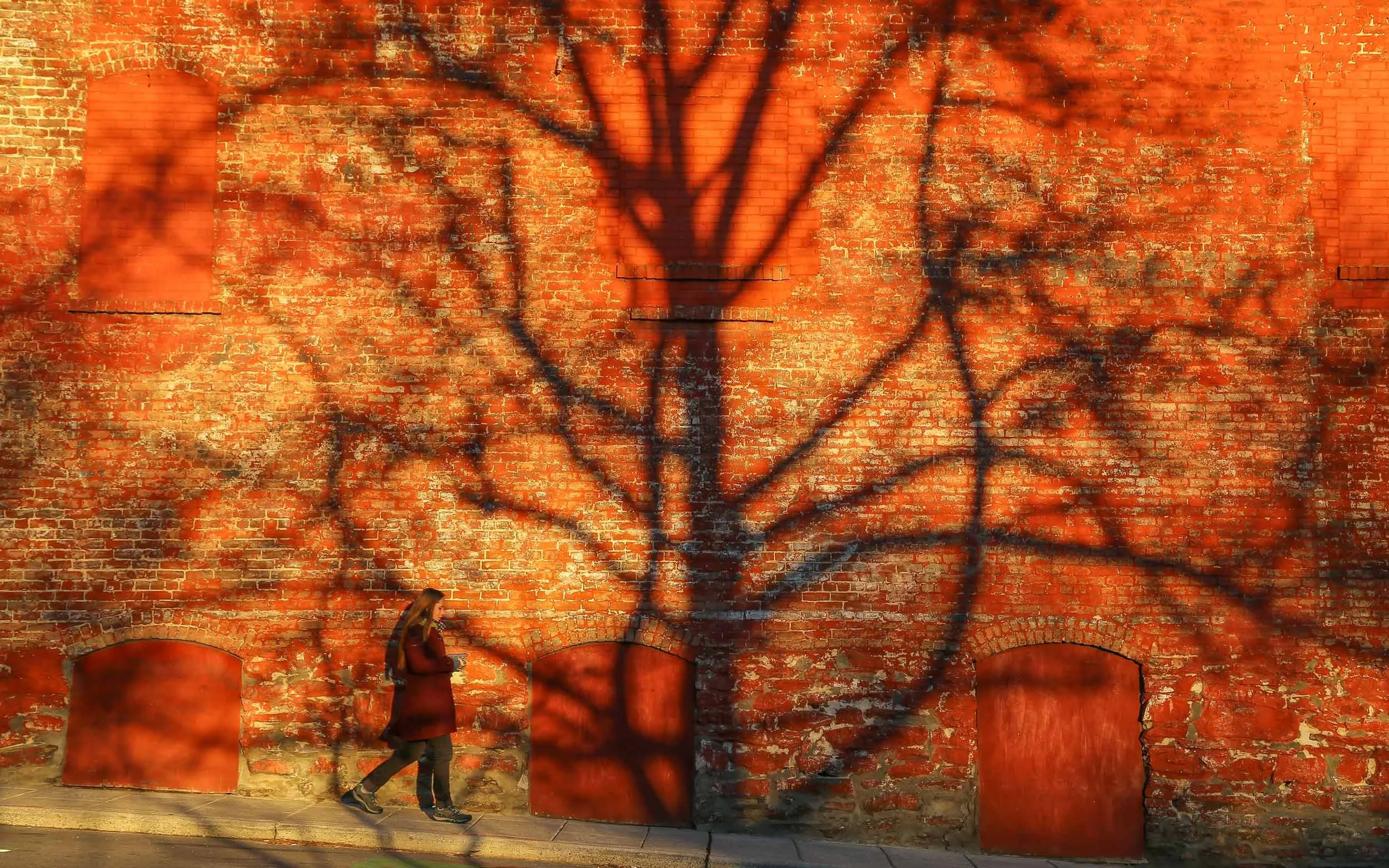Shadow Tree, Downtown Asheville N.C.