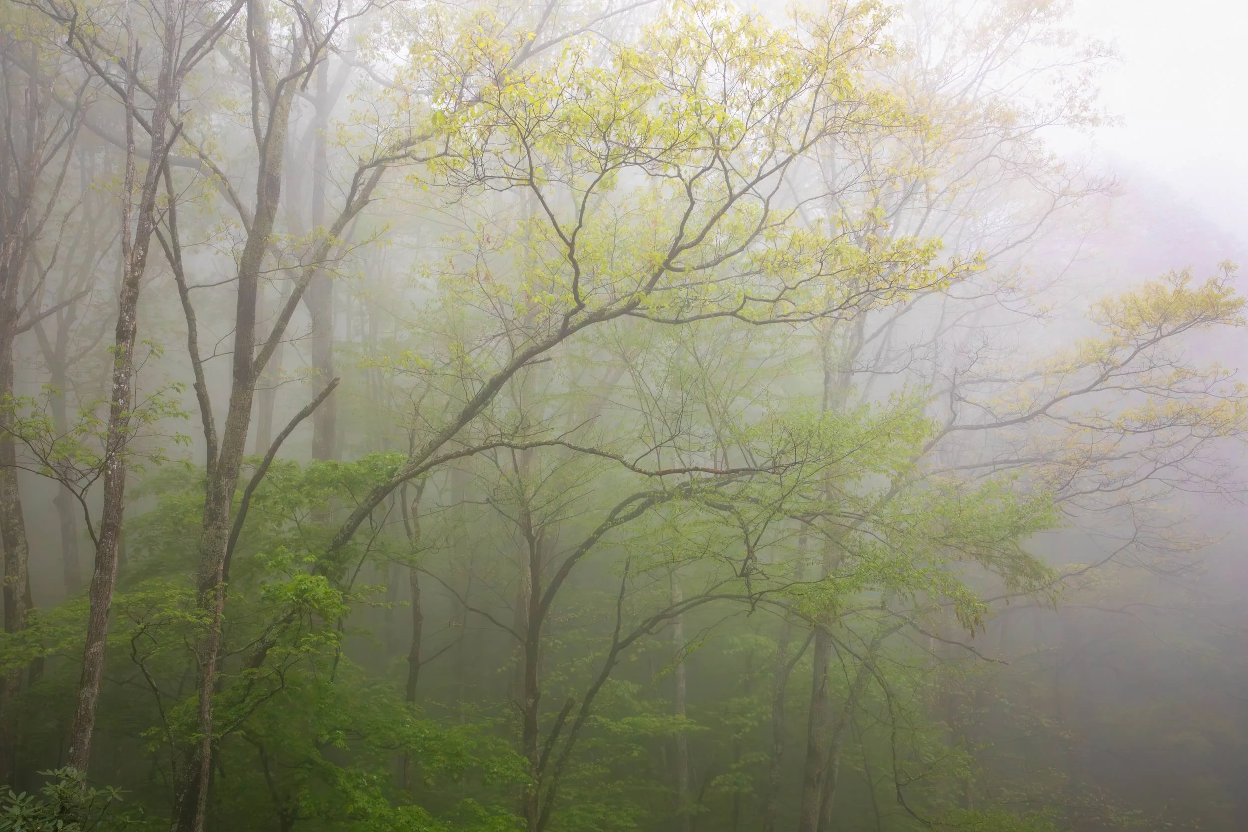 Spring Oak on the Blue Ridge Parkway