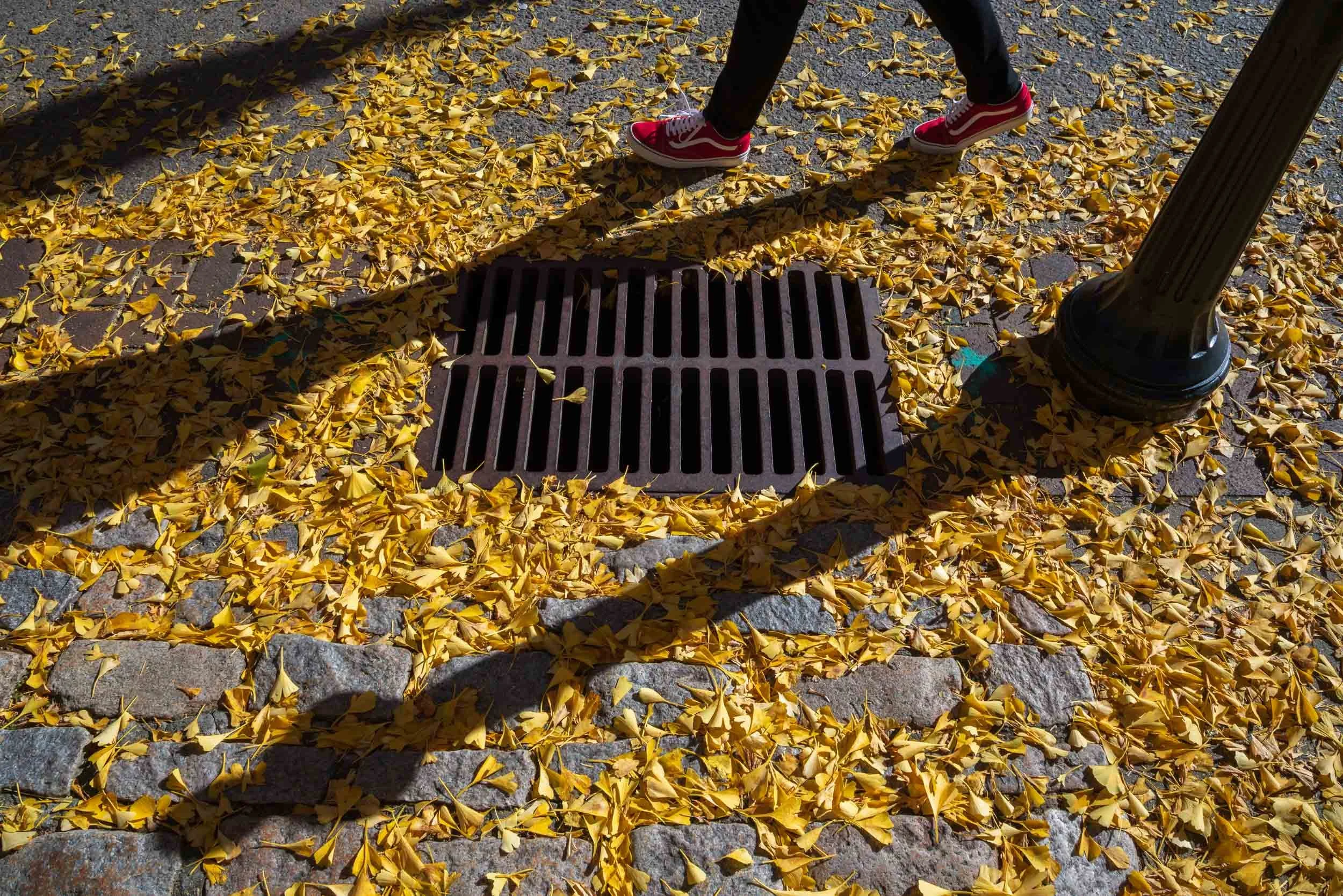 Fall, Downtown Asheville N.C.